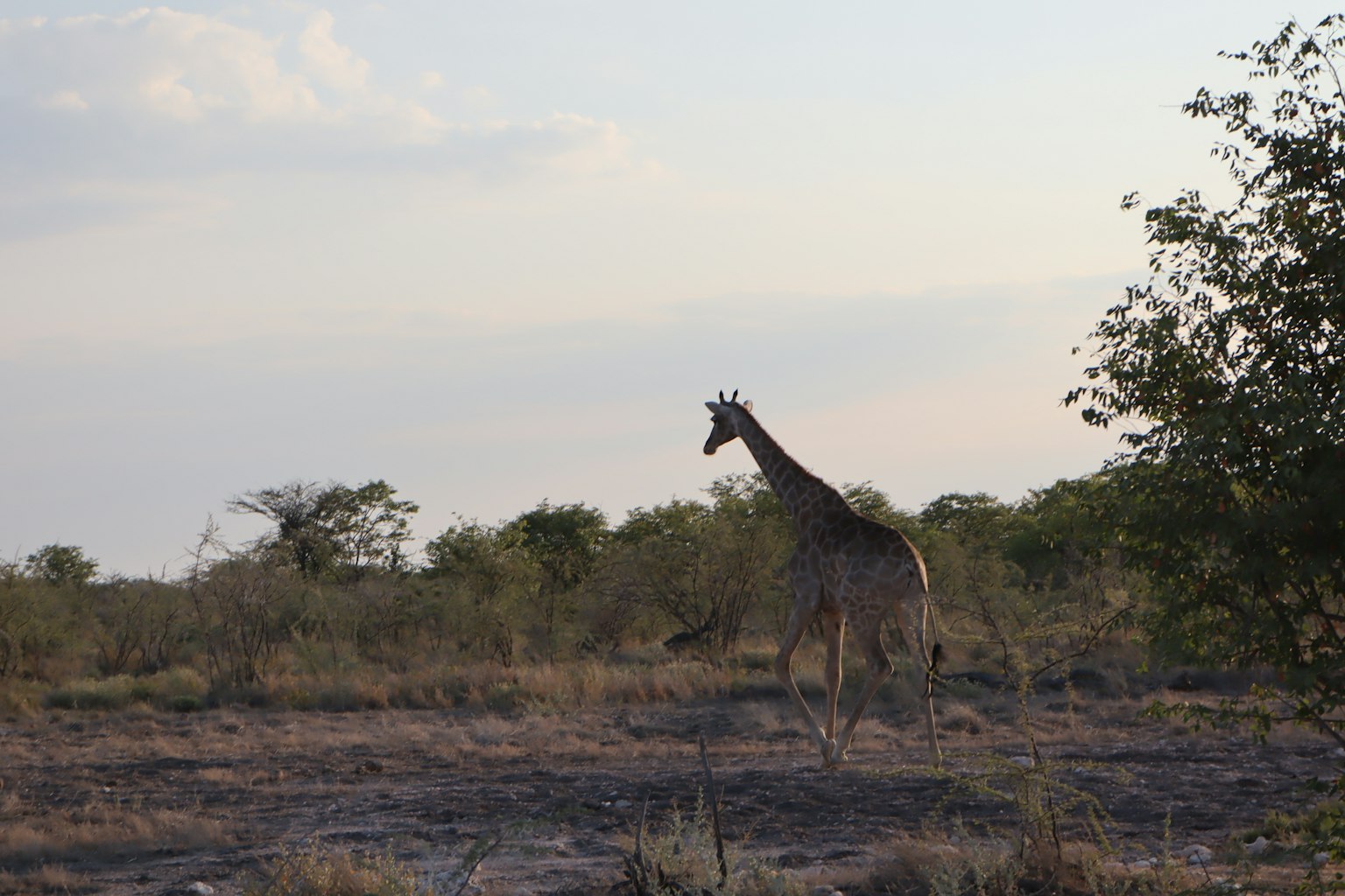 Girafe courant dans la savane du soir