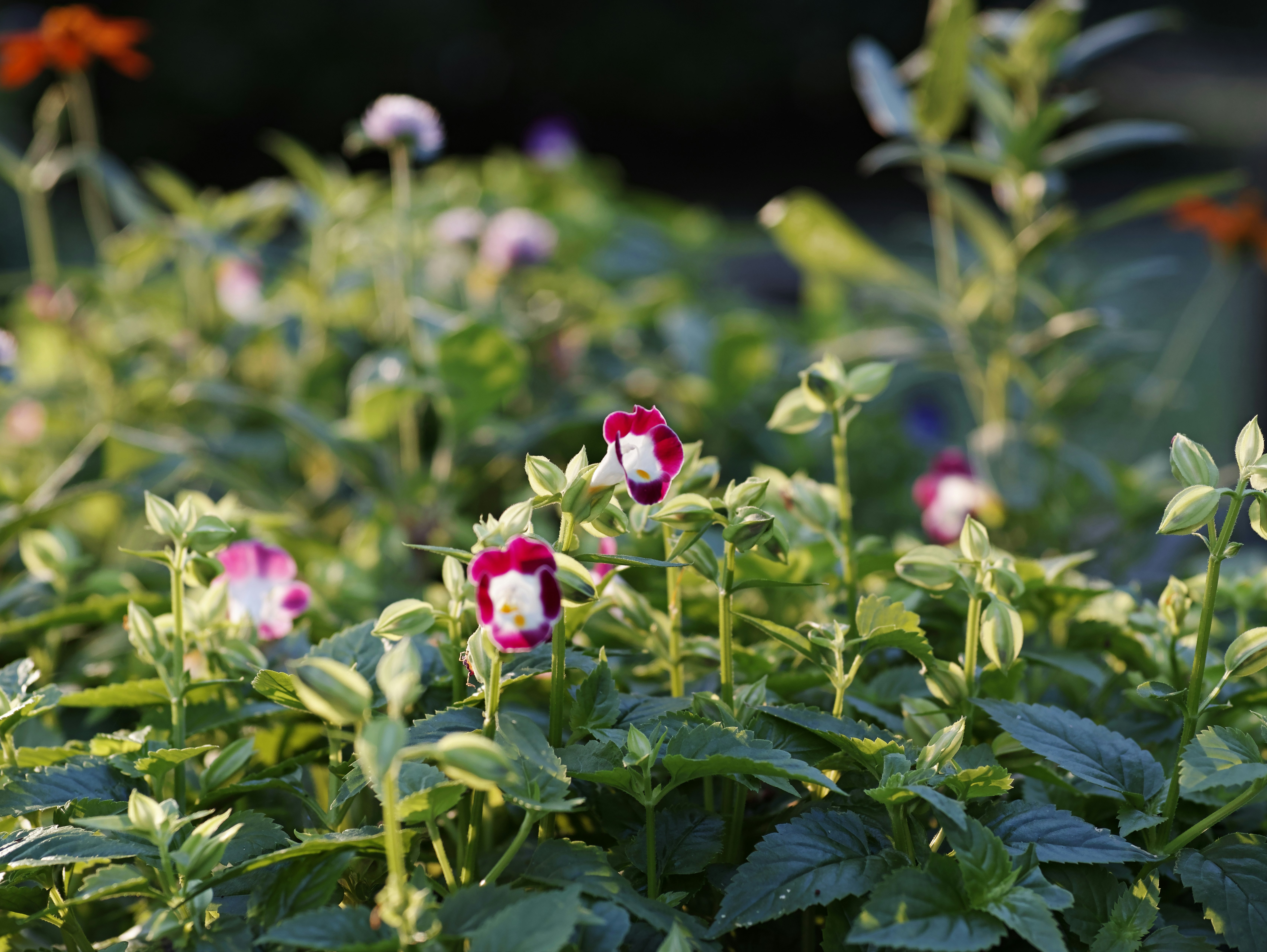 花と葉が広がる自然の草花畑の一角