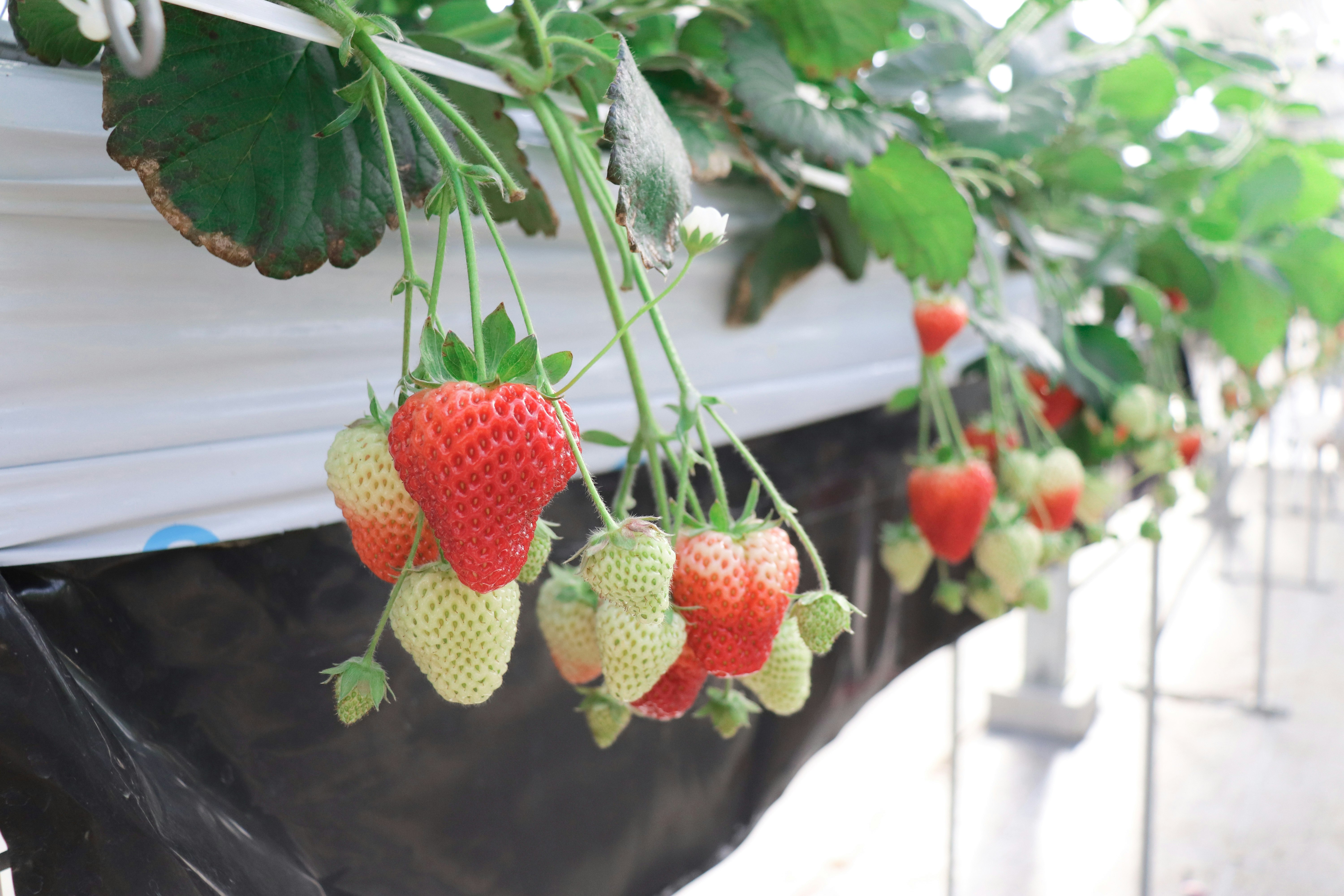 strawberries hanging from a planter on a balcony