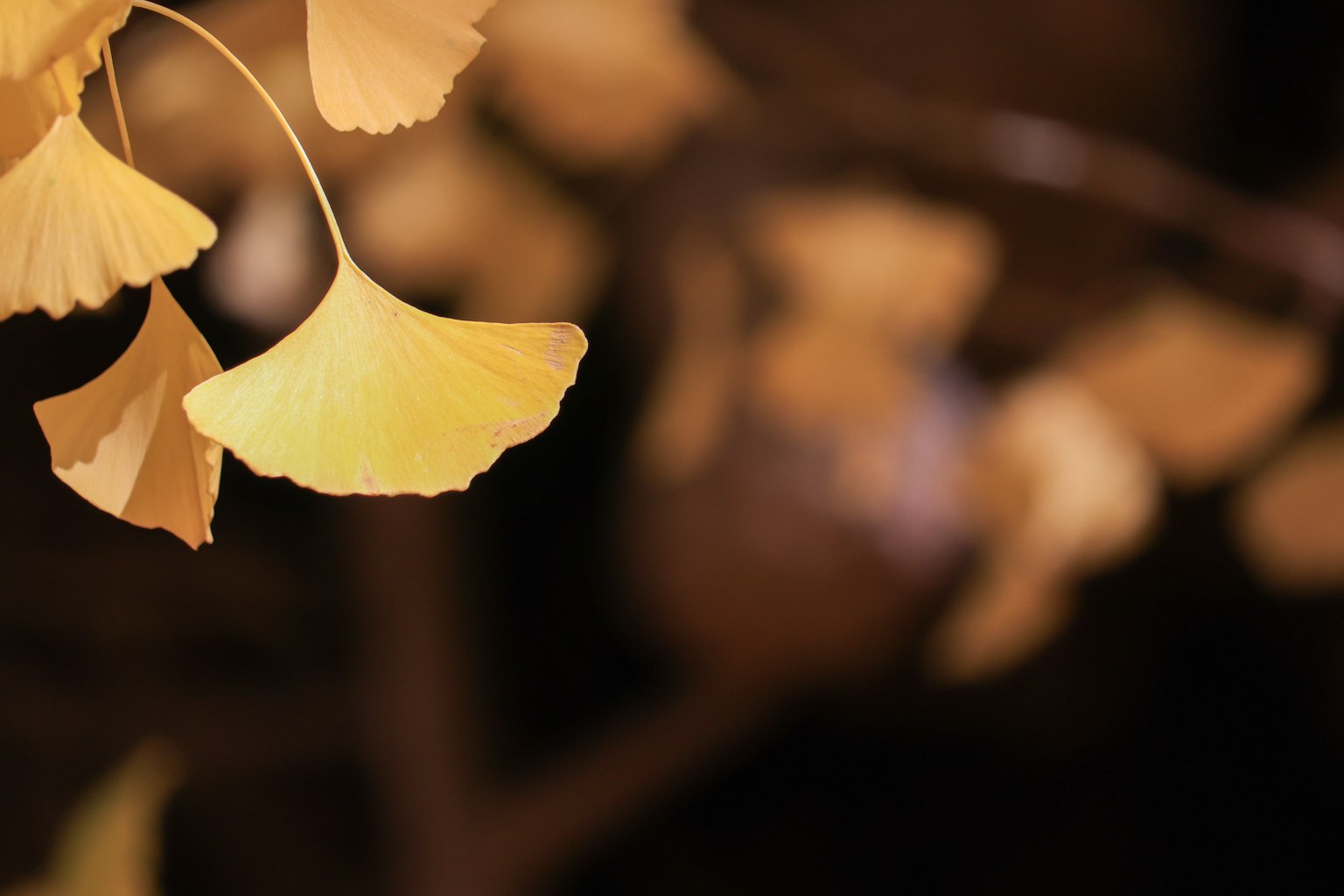 Primo piano di belle foglie di ginkgo gialle