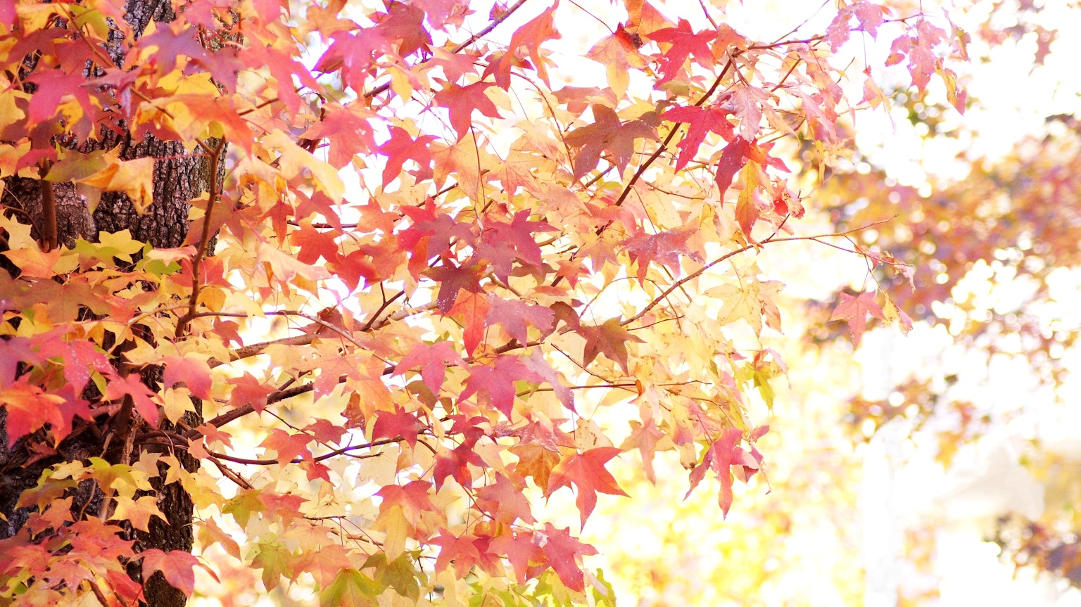 Vibrant autumn leaves on a maple tree