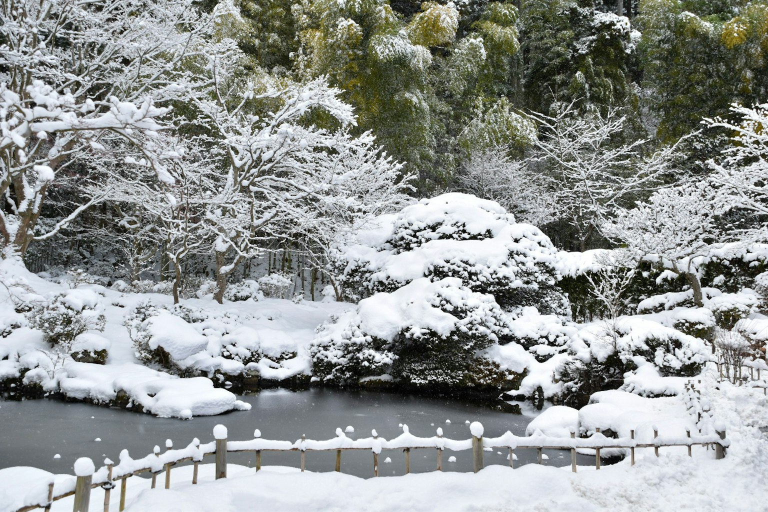 被雪覆盖的花园景观，宁静的池塘和积雪的树木