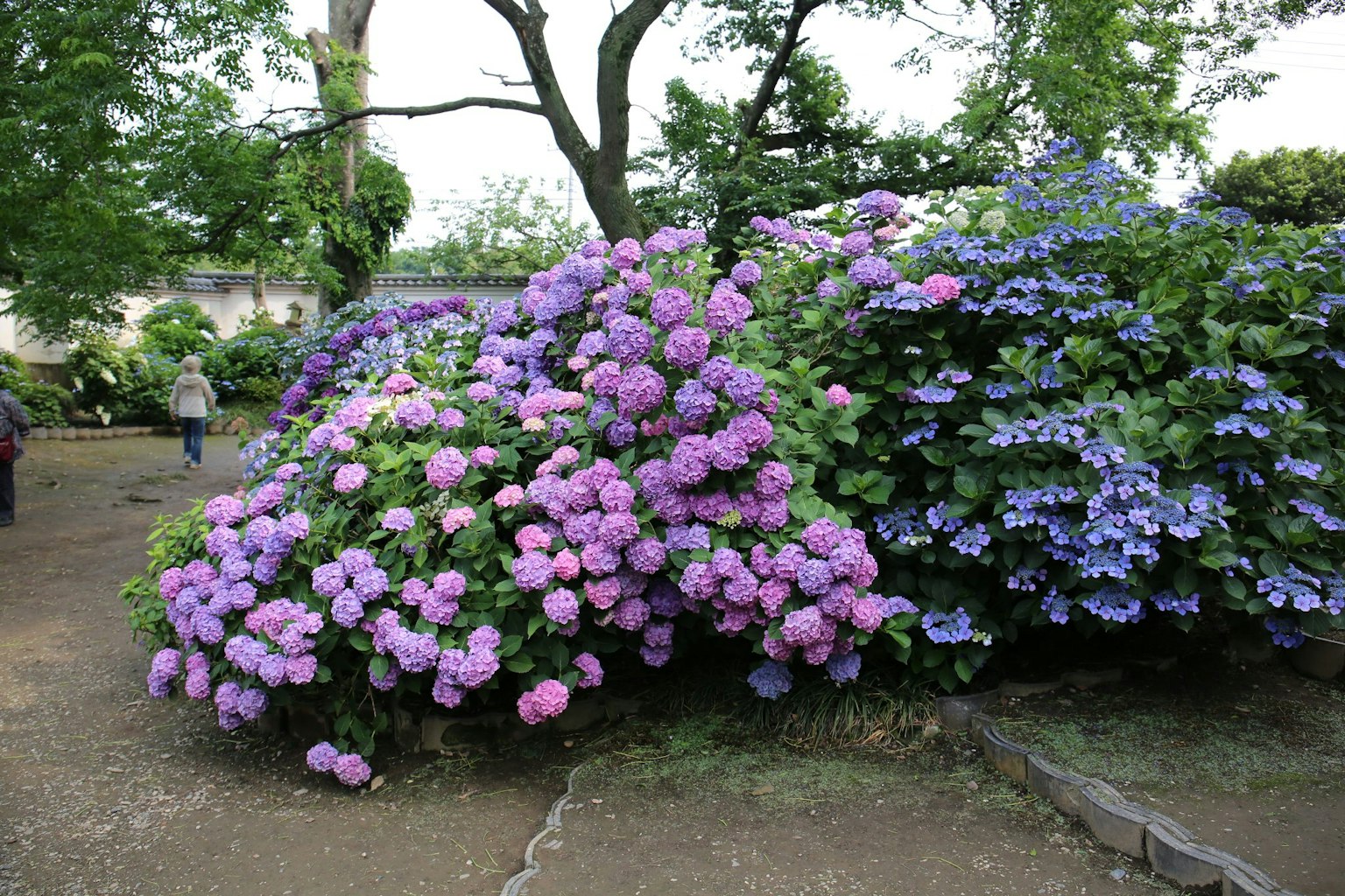 Hortensias violettes et bleues vibrantes fleurissant dans un jardin