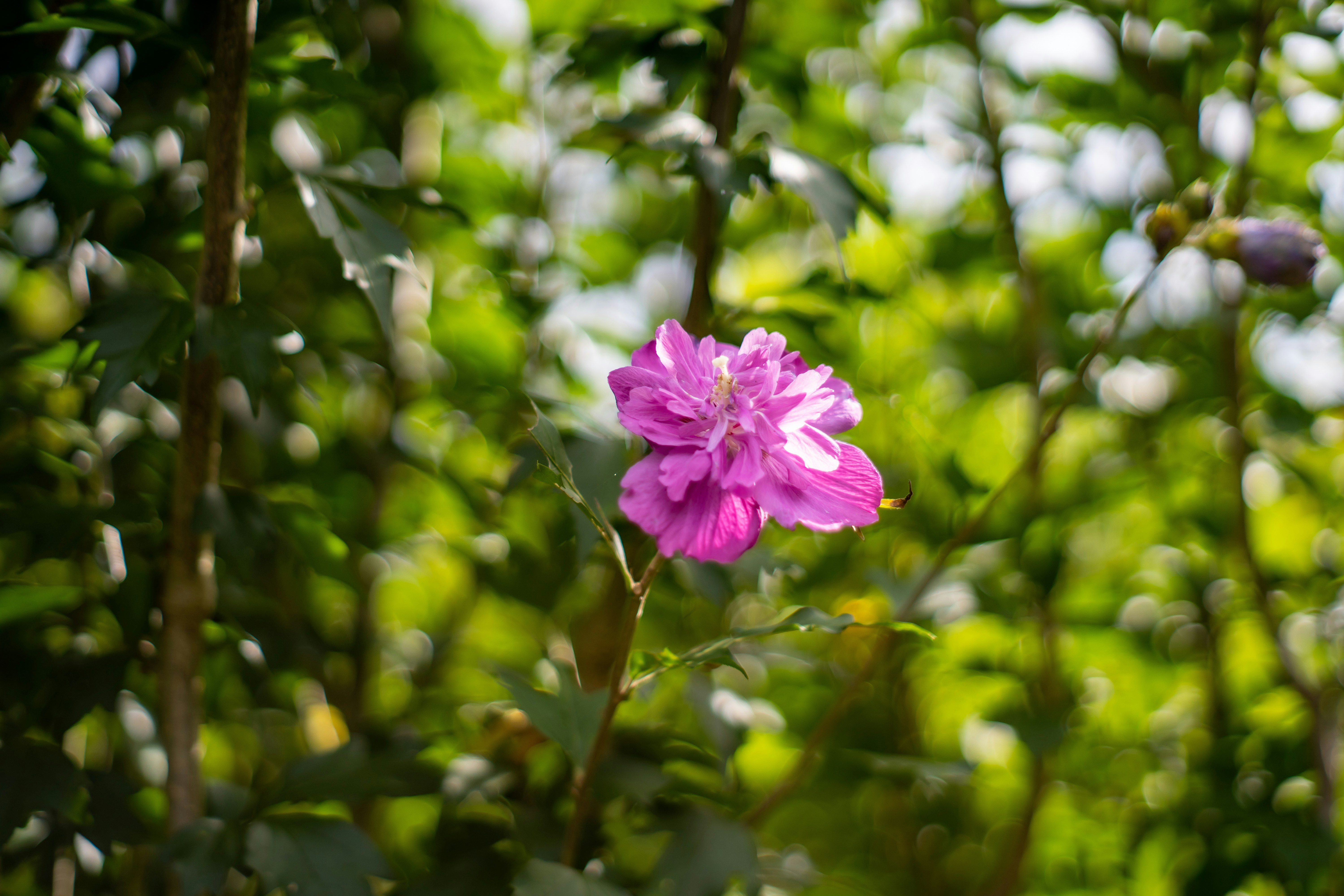 緑の茂みの中で咲くピンクの花