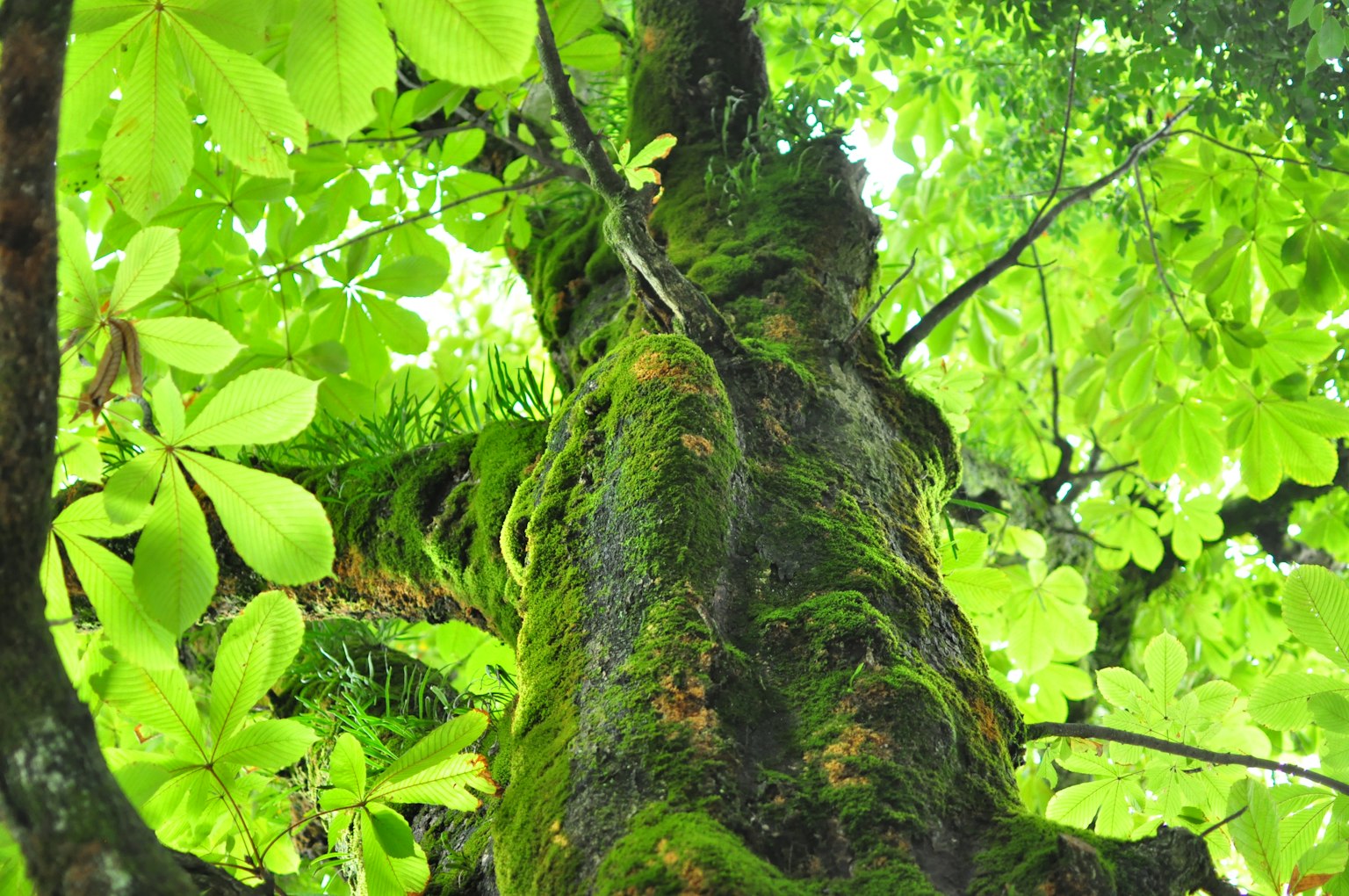 Vue vers le haut d'un tronc d'arbre recouvert de feuilles vertes et de mousse
