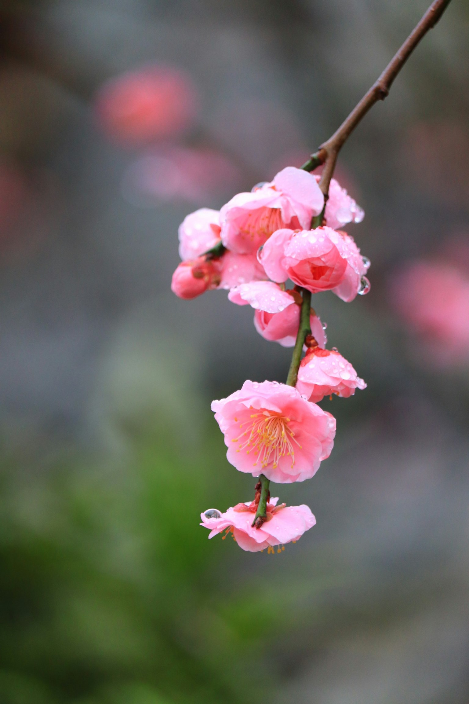 Close-up of a branch with delicate pink flowers
