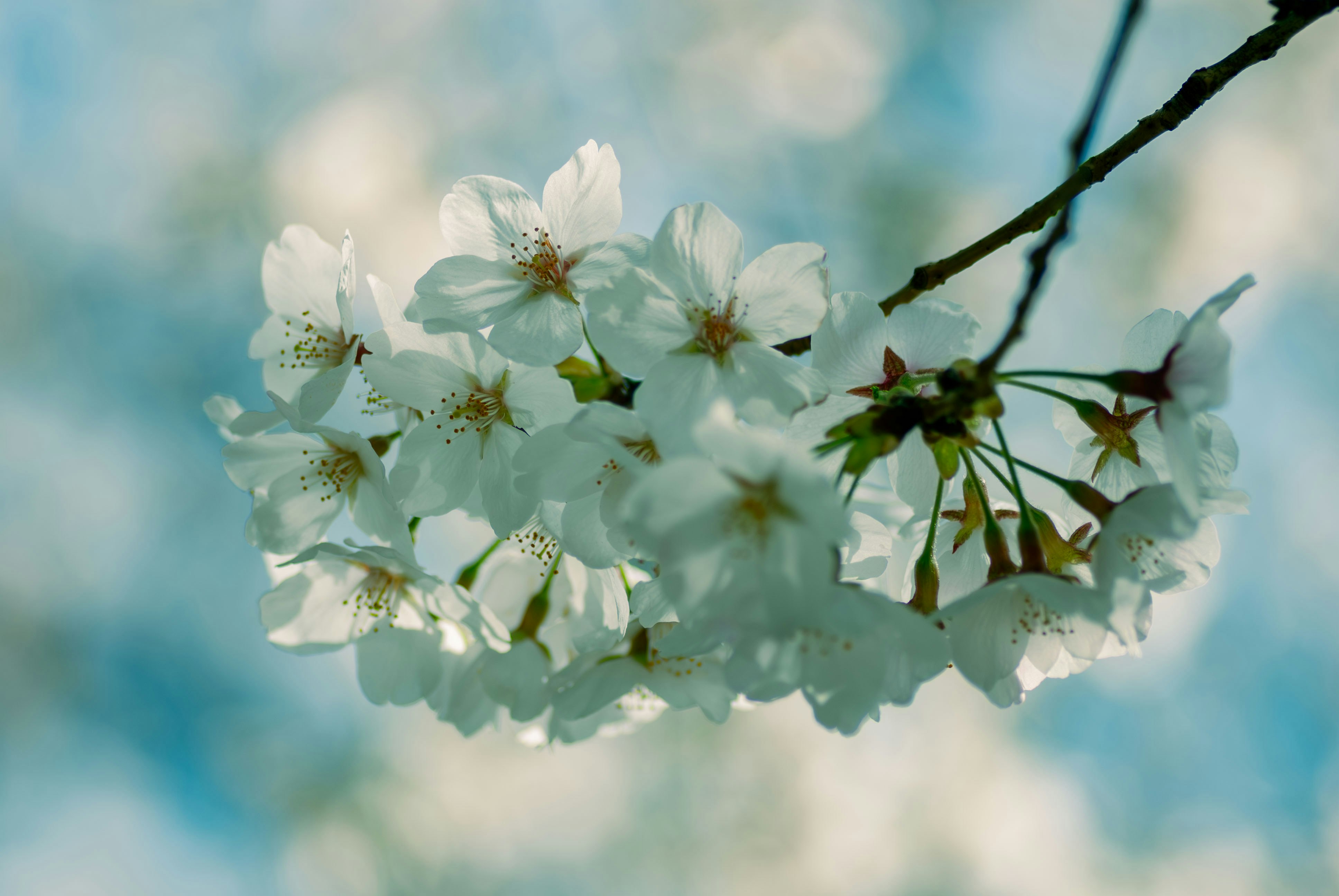 青空を背景に咲く白い桜の花枝