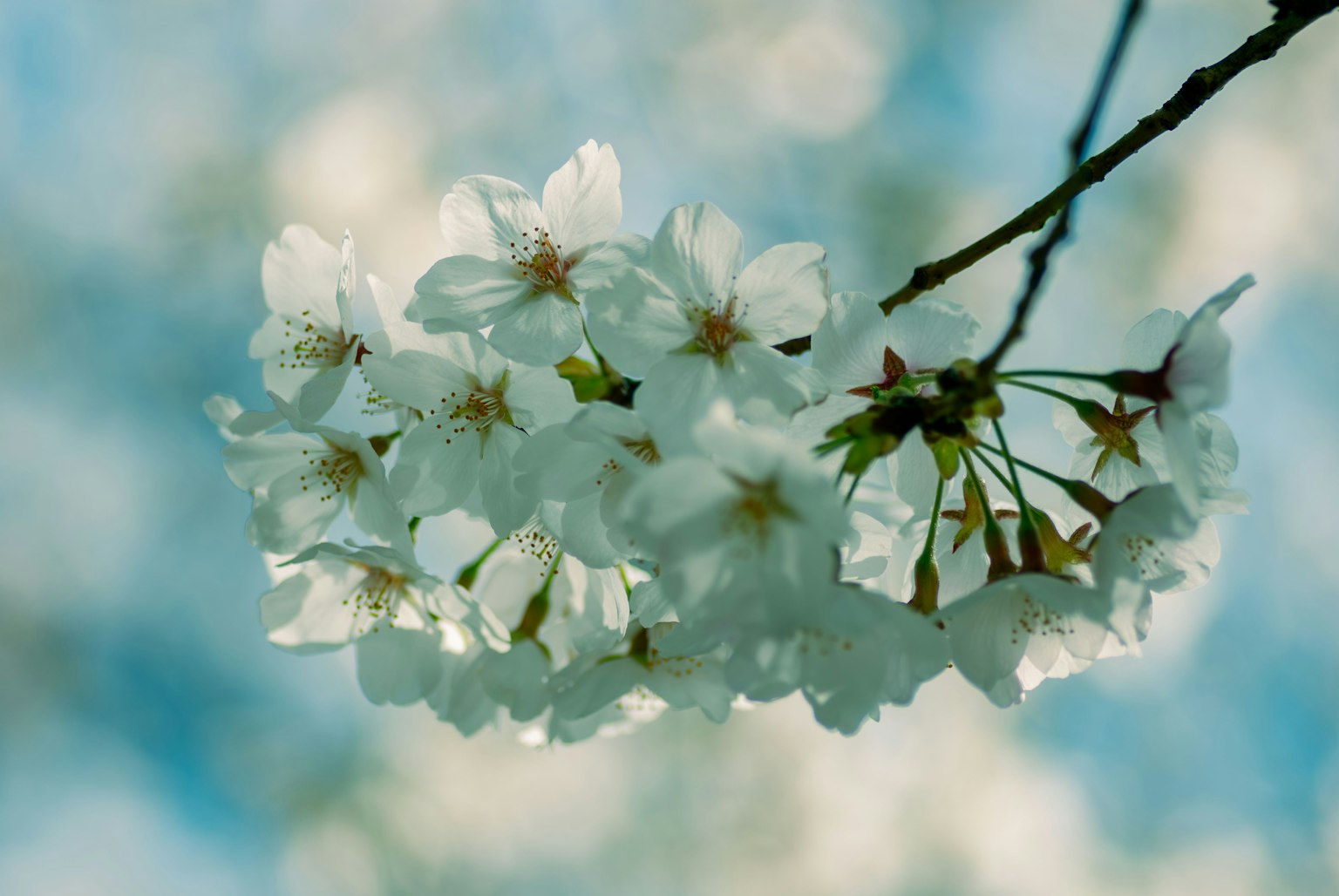 Primo piano di fiori di ciliegio contro un cielo blu chiaro