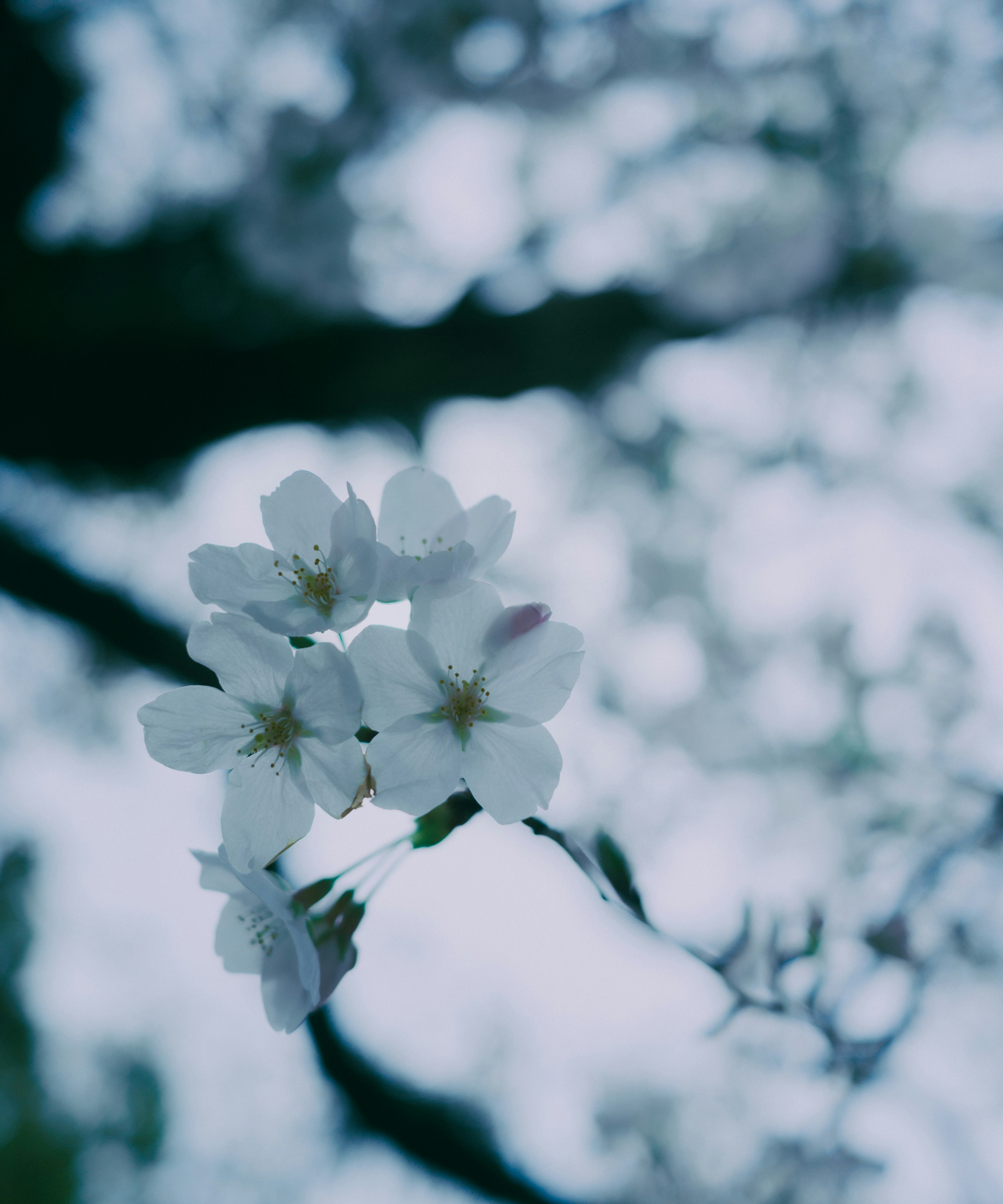 桜の花が枝先に咲く春のボケ背景
