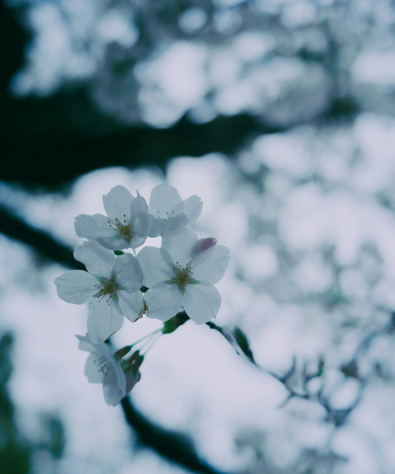 Weiße Kirschblüten vor einem sanften blauen Hintergrund
