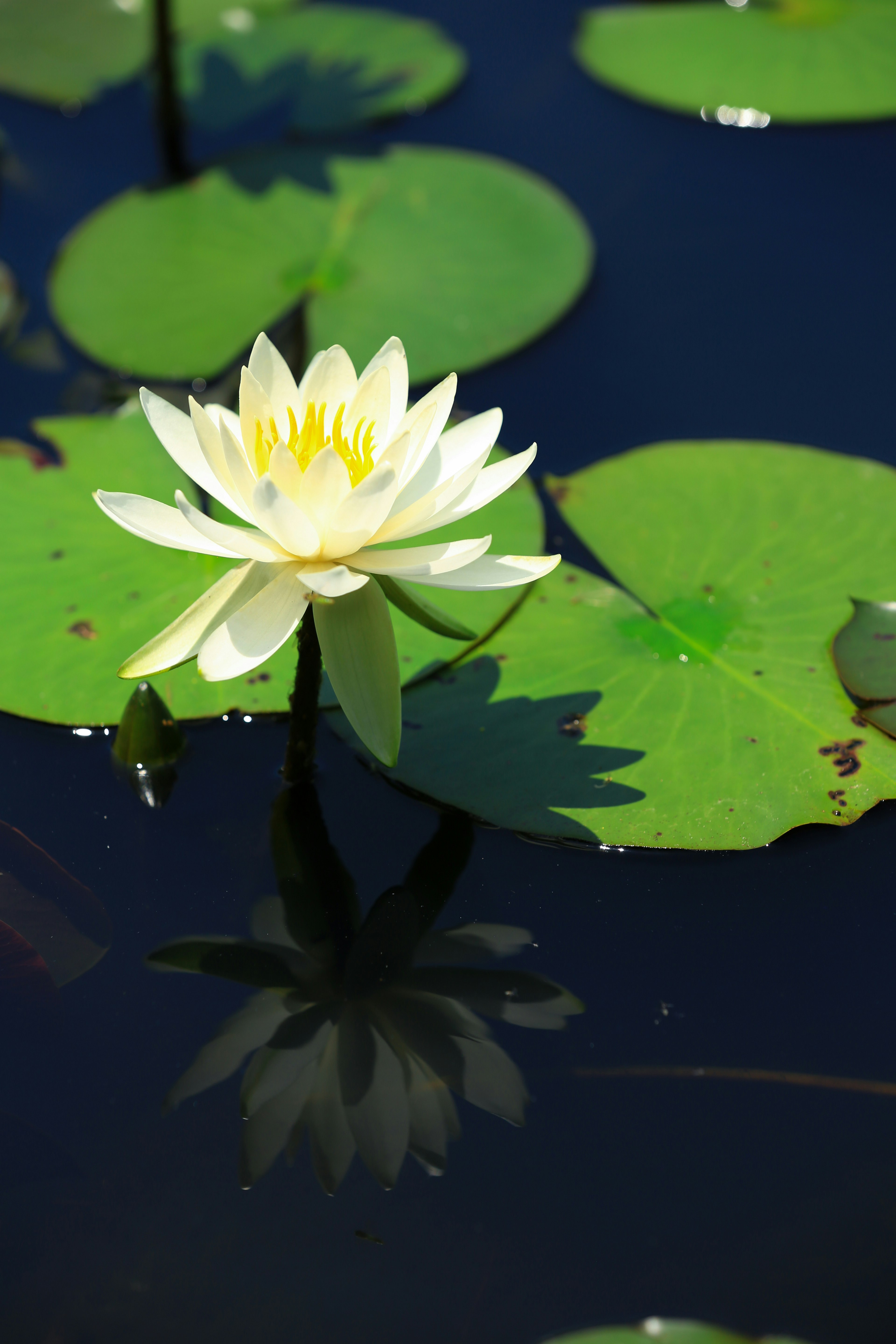 睡蓮の花が浮かぶ水面の静けさ