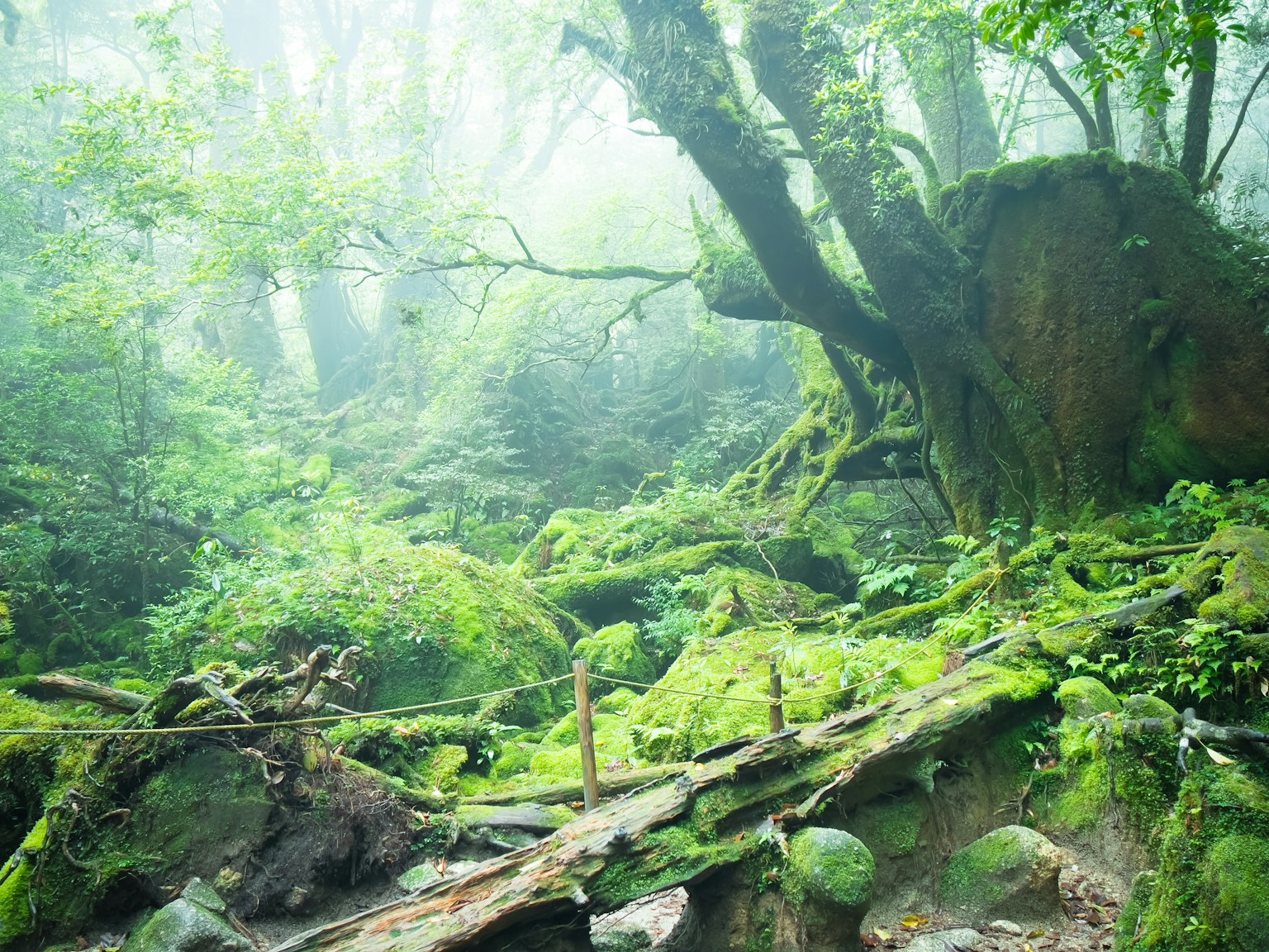 Lush green forest landscape shrouded in mist large trees and moss-covered rocks with a pathway