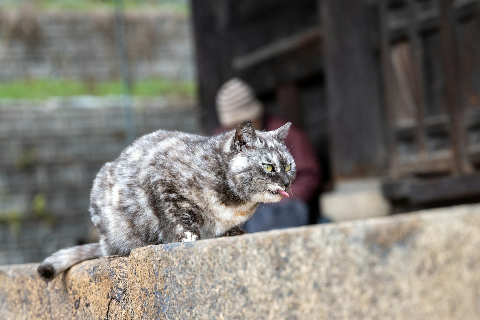 Un gato sentado en una piedra con una persona al fondo