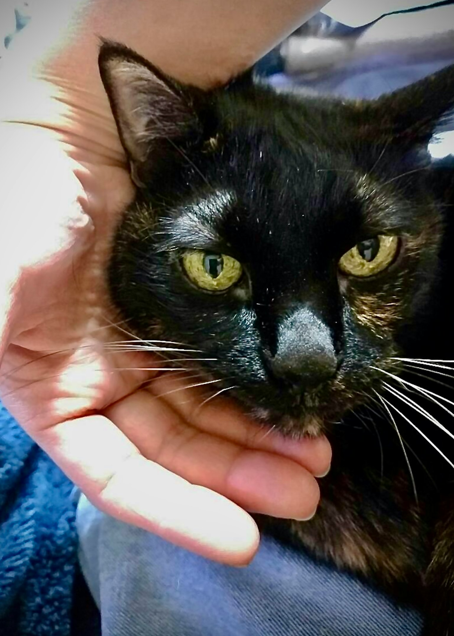 Wajah kucing hitam yang disangga oleh tangan Bulu berkilau dengan mata hijau yang khas
