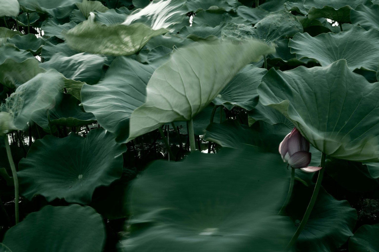 Eine ruhige Wasserszene mit einer Lotusknospe, umgeben von grünen Blättern