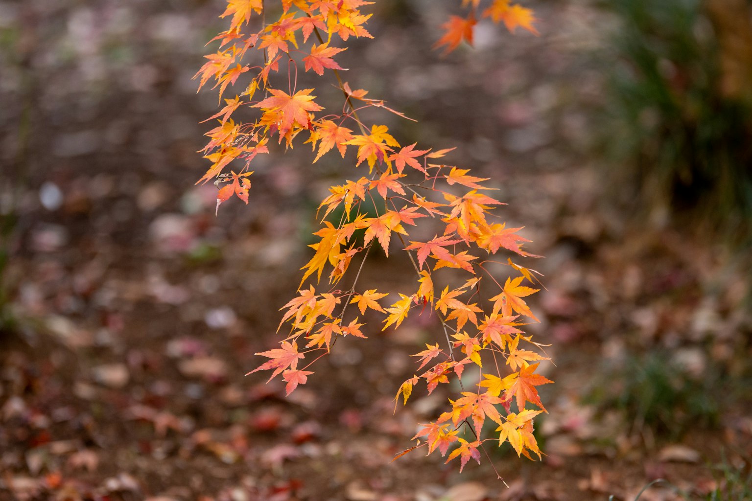 Maple leaves in autumn colors gently swaying in the breeze
