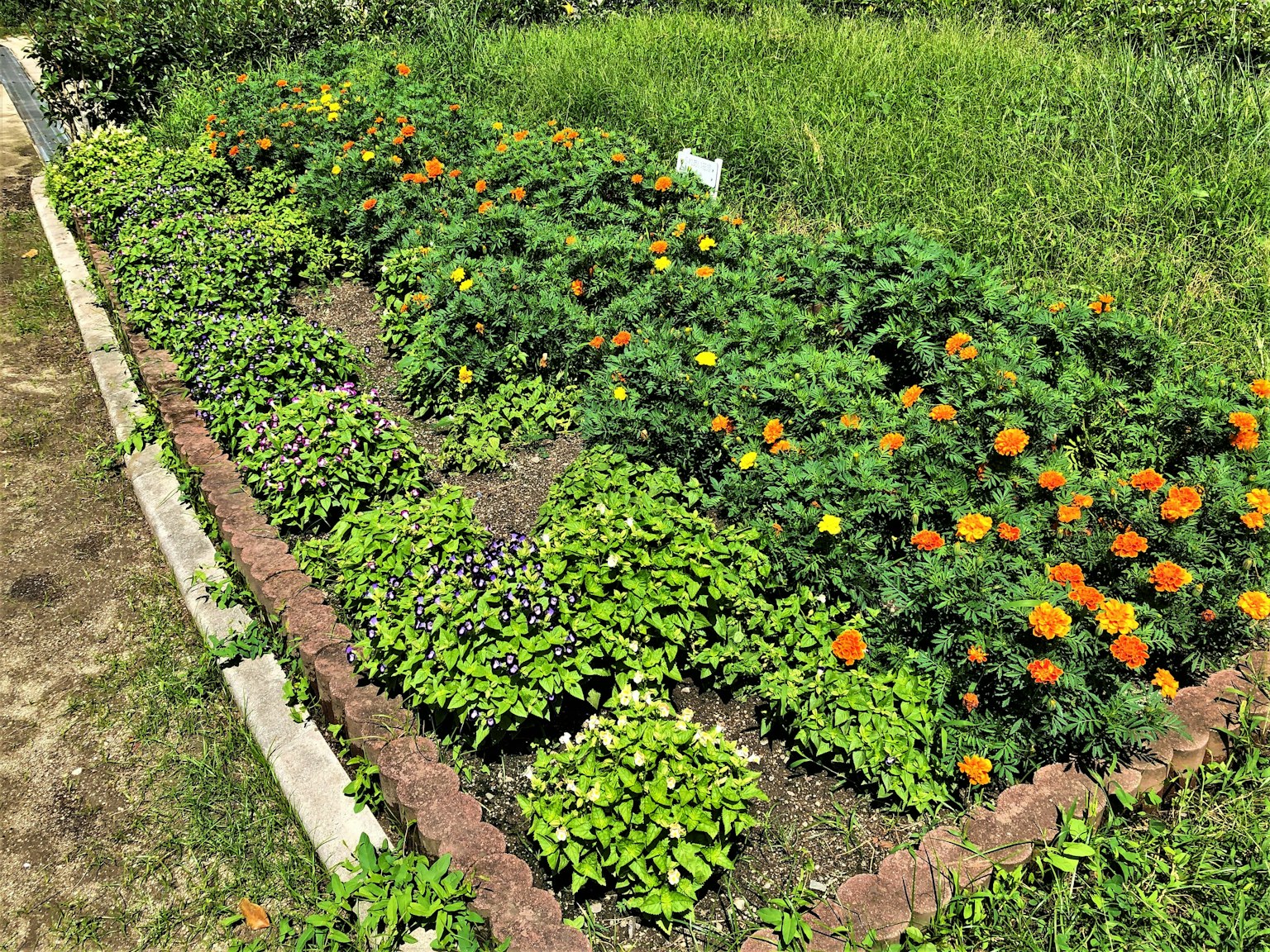 Un coin de jardin vibrant rempli de fleurs colorées des plantes vertes luxuriantes avec des soucis orange frappants