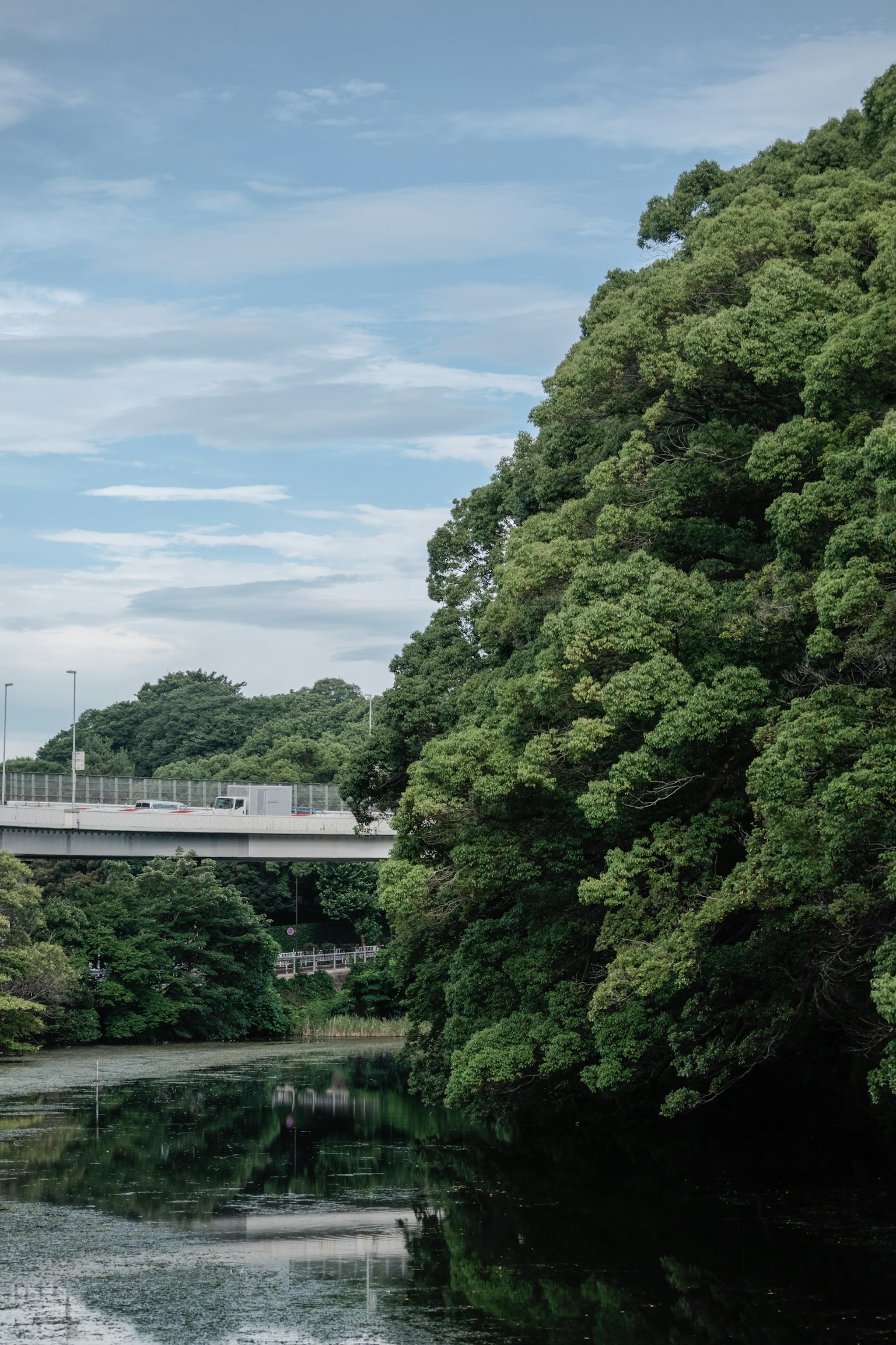 Árboles verdes exuberantes junto a un río con un puente arriba