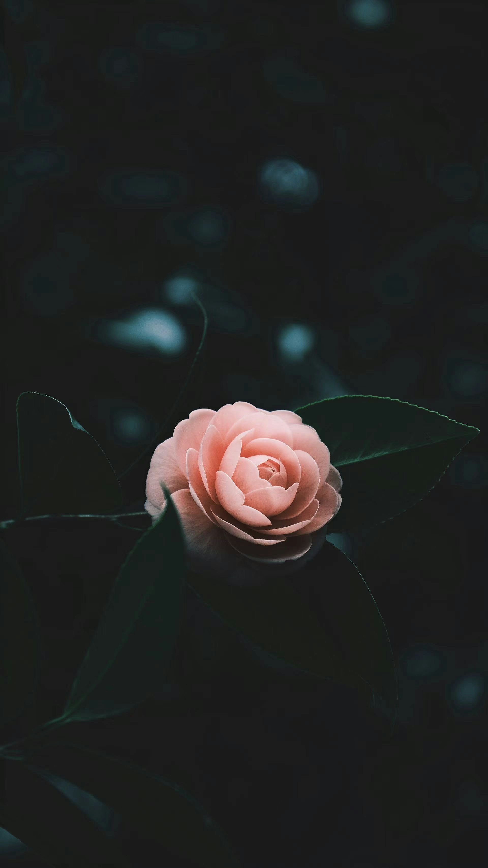 photo-TK9M900rMuqcCQ8vbADx