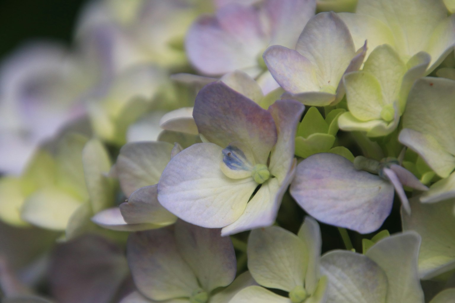 Acercamiento a flores de hortensia en suaves tonos de púrpura y verde