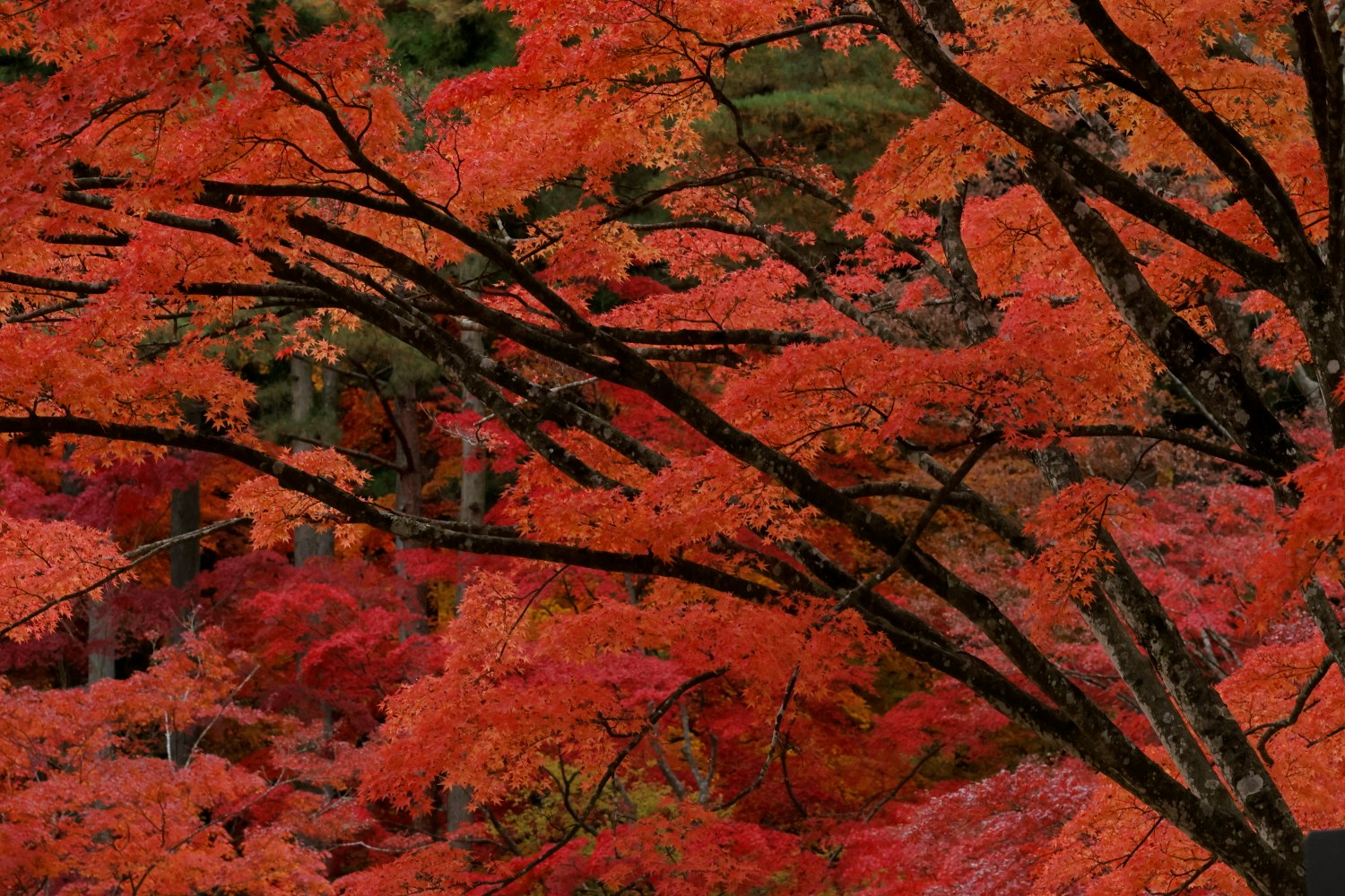 毛越寺の朱色に染まる紅葉の枝ぶり