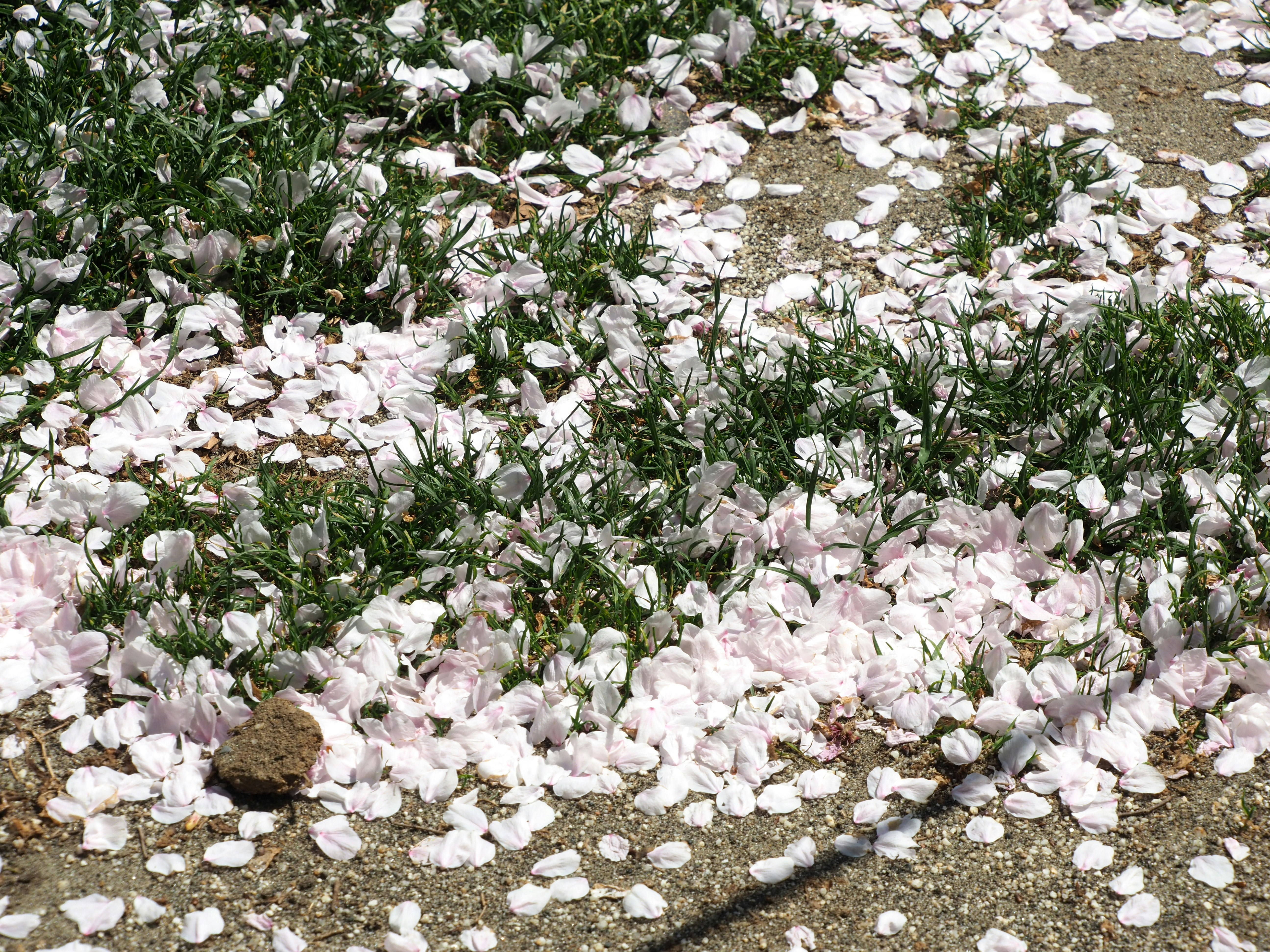jalan berlapis kelopak bunga yang berjatuhan dan tepi rumput