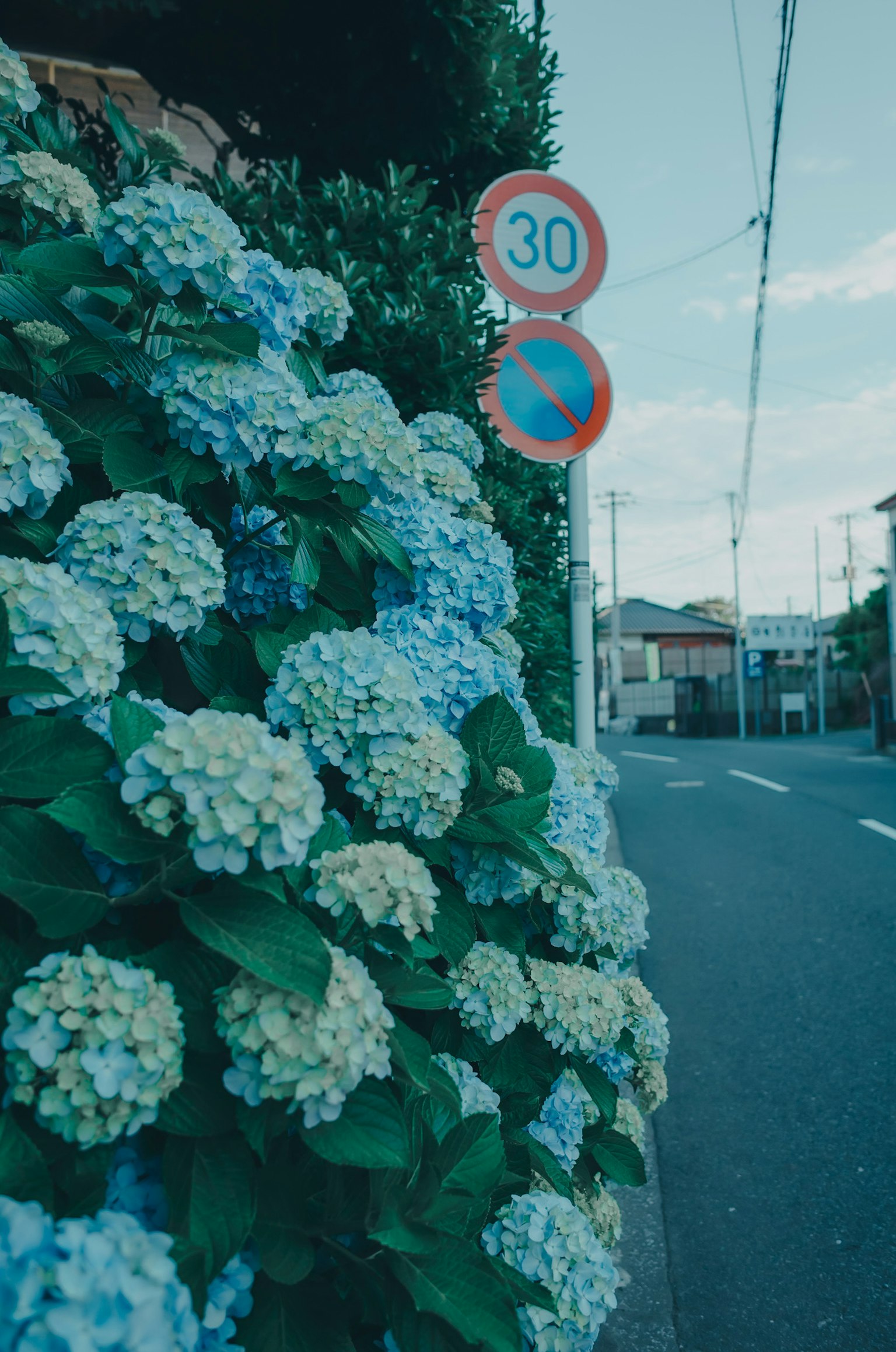Fiori di ortensia blu accanto a un segnale stradale