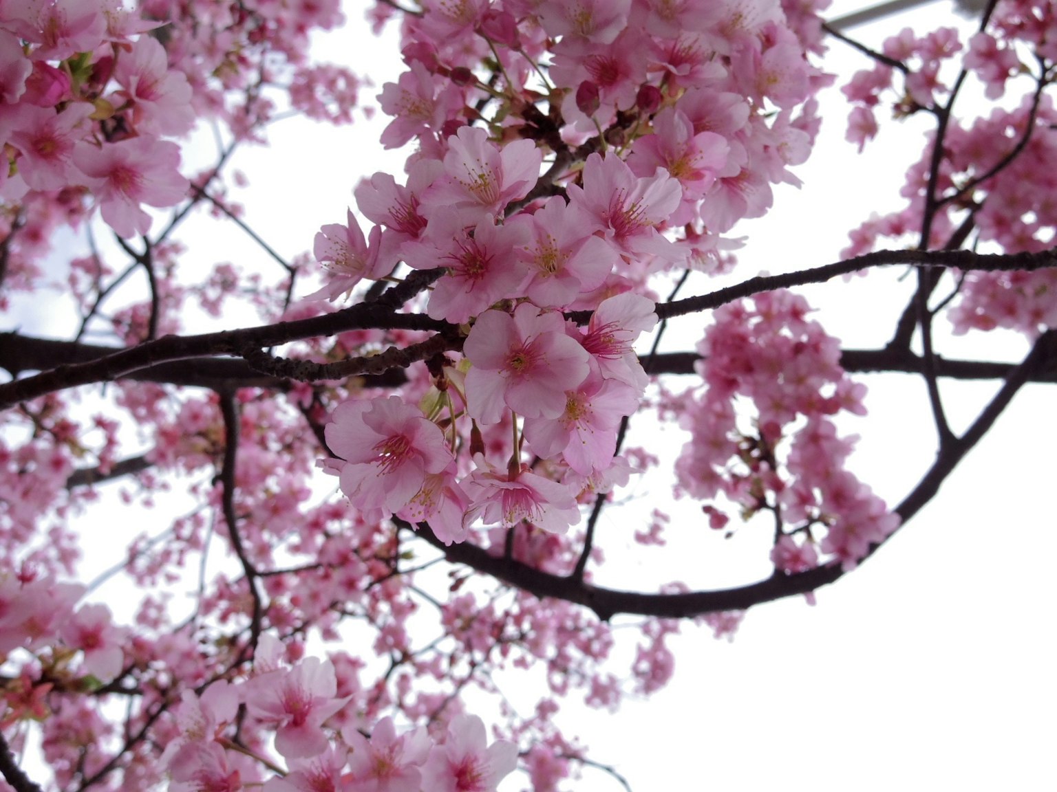Foto ravvicinata di rami di ciliegio con fiori rosa