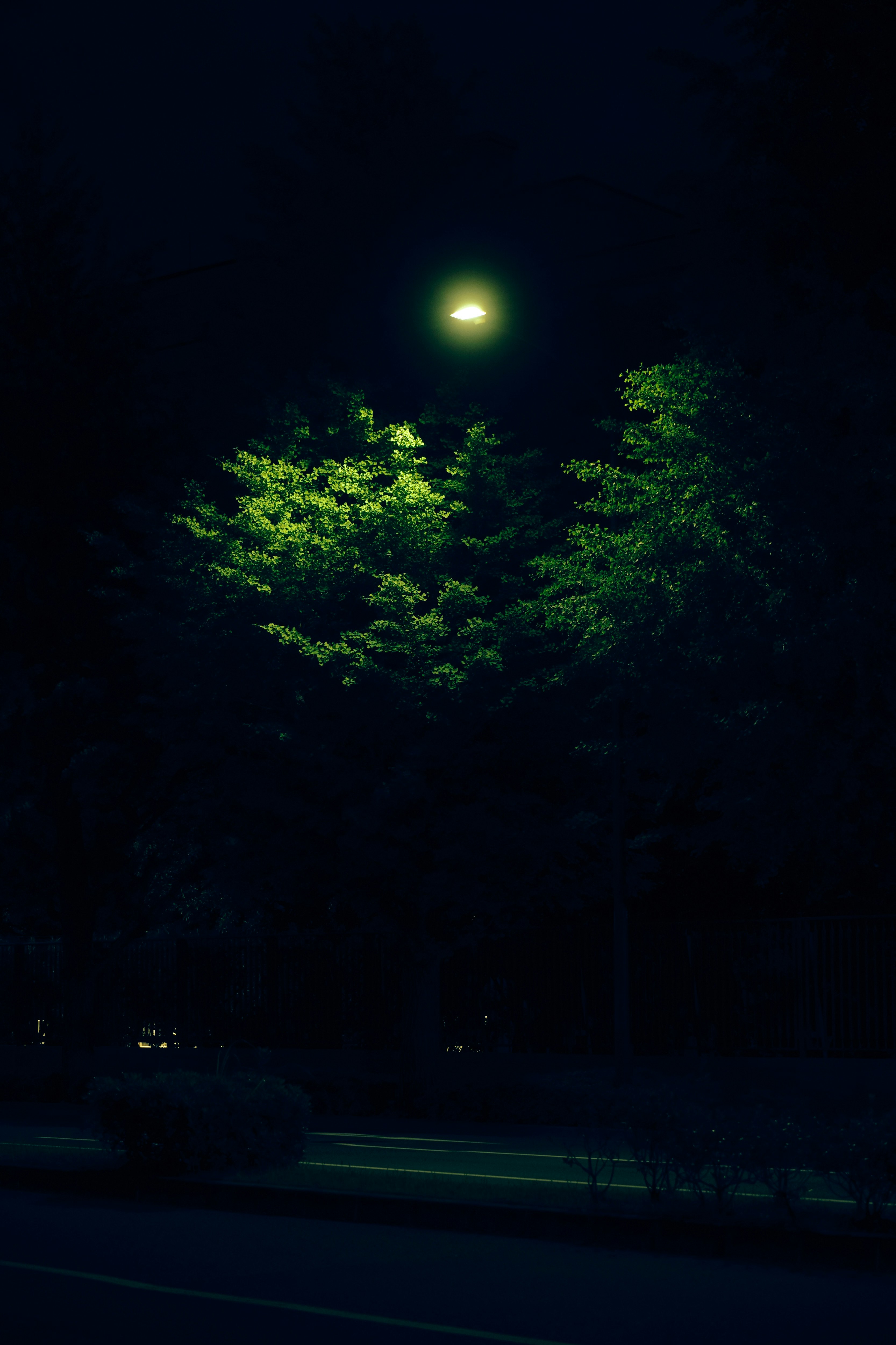 nighttime tree-lined street with streetlights