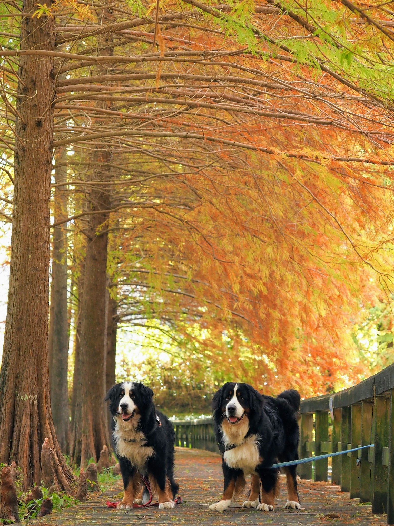 Dos perros de montaña berneses caminando bajo árboles de otoño