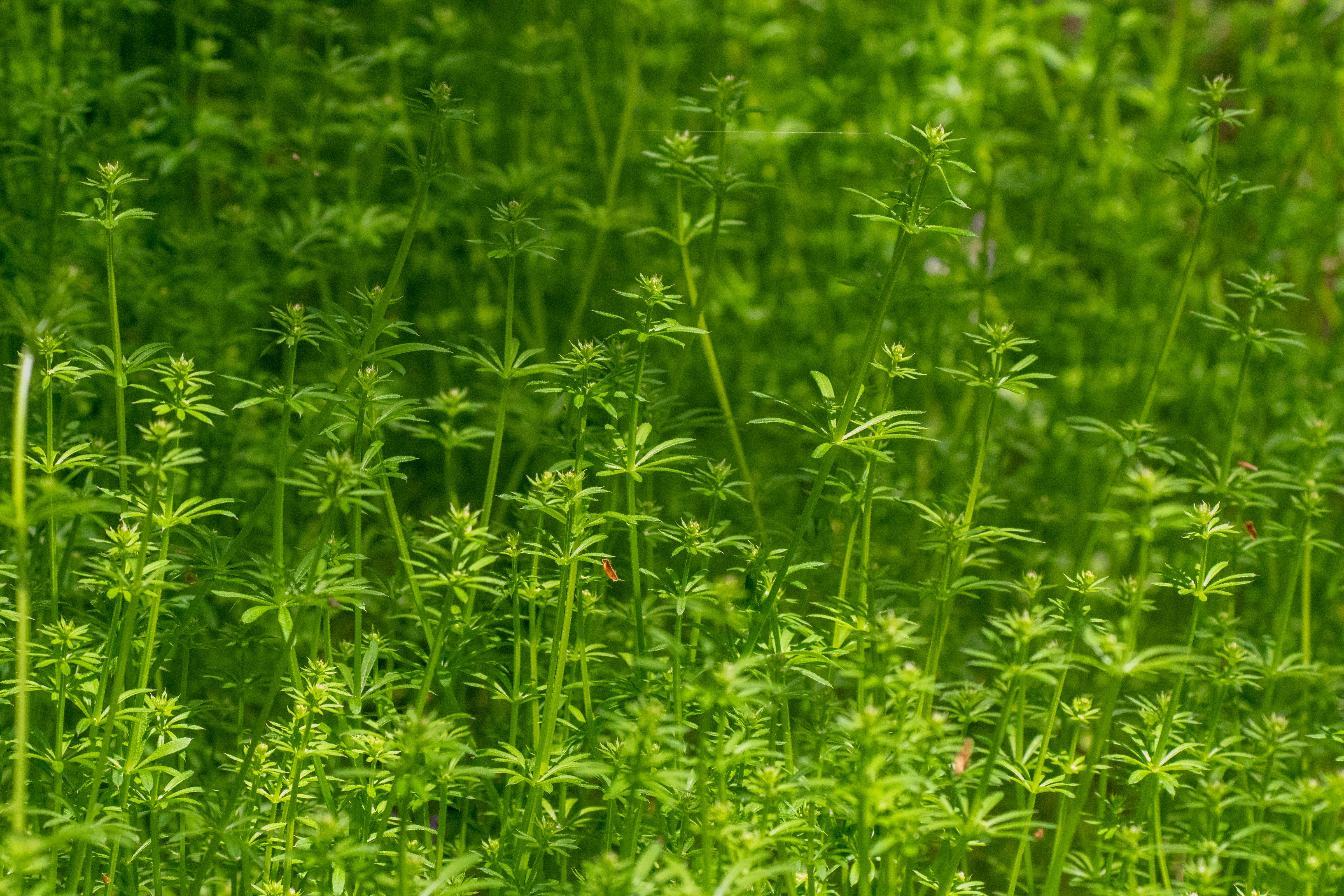 erba verde rigogliosa con giovani germogli