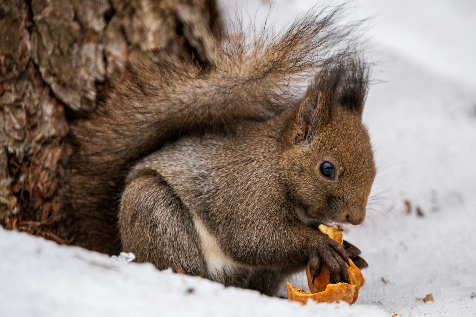 Gros plan d'un écureuil mangeant une noix dans la neige