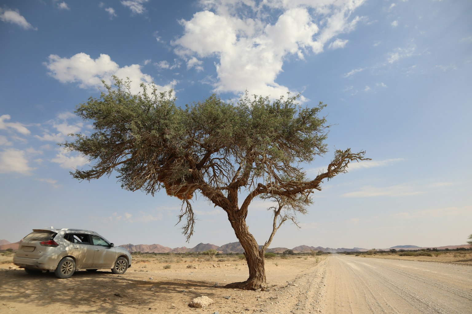 Un albero unico che si erge in un paesaggio secco vicino a un'auto parcheggiata sulla strada