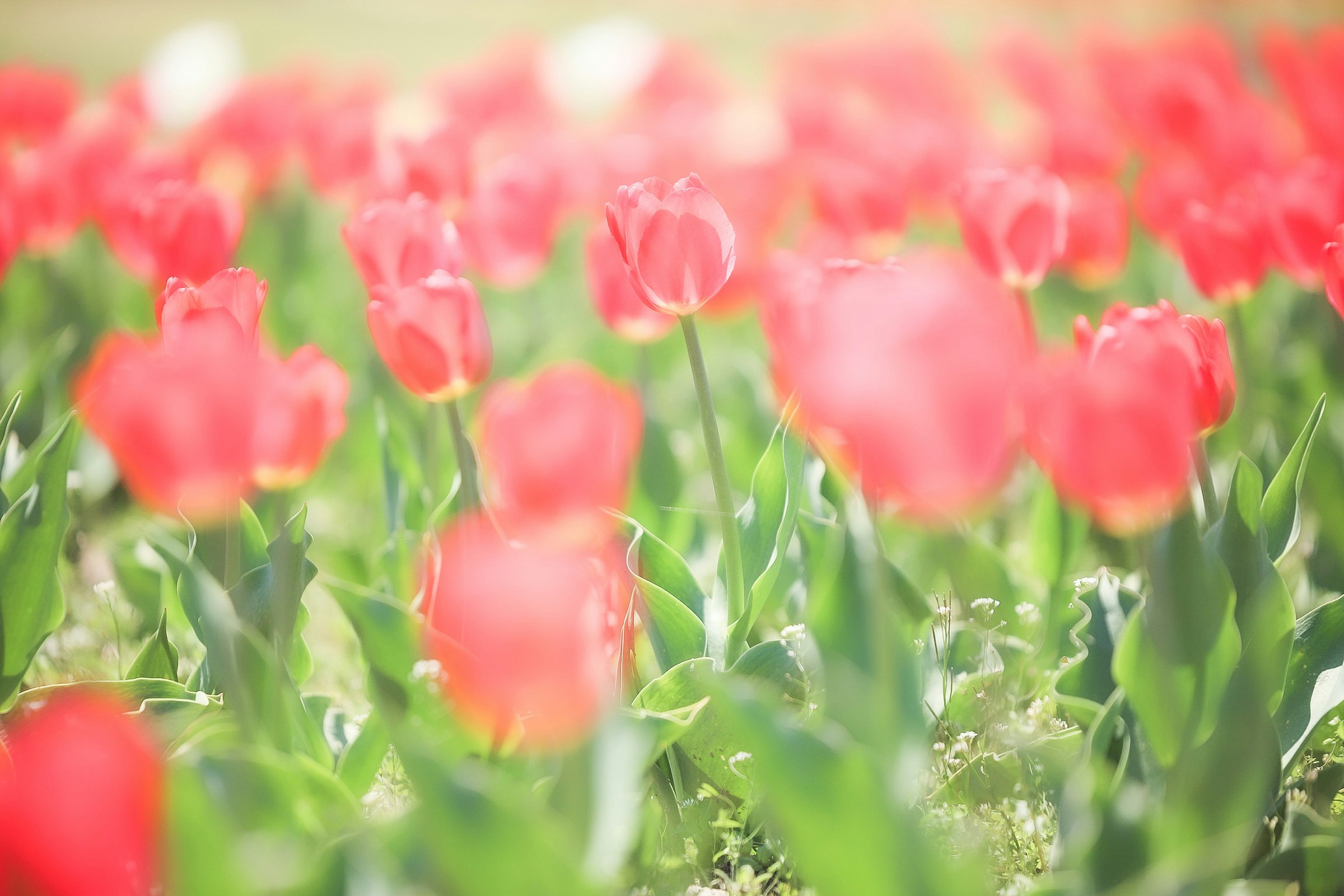 Tulipani rosa in piena fioritura in un campo di fiori