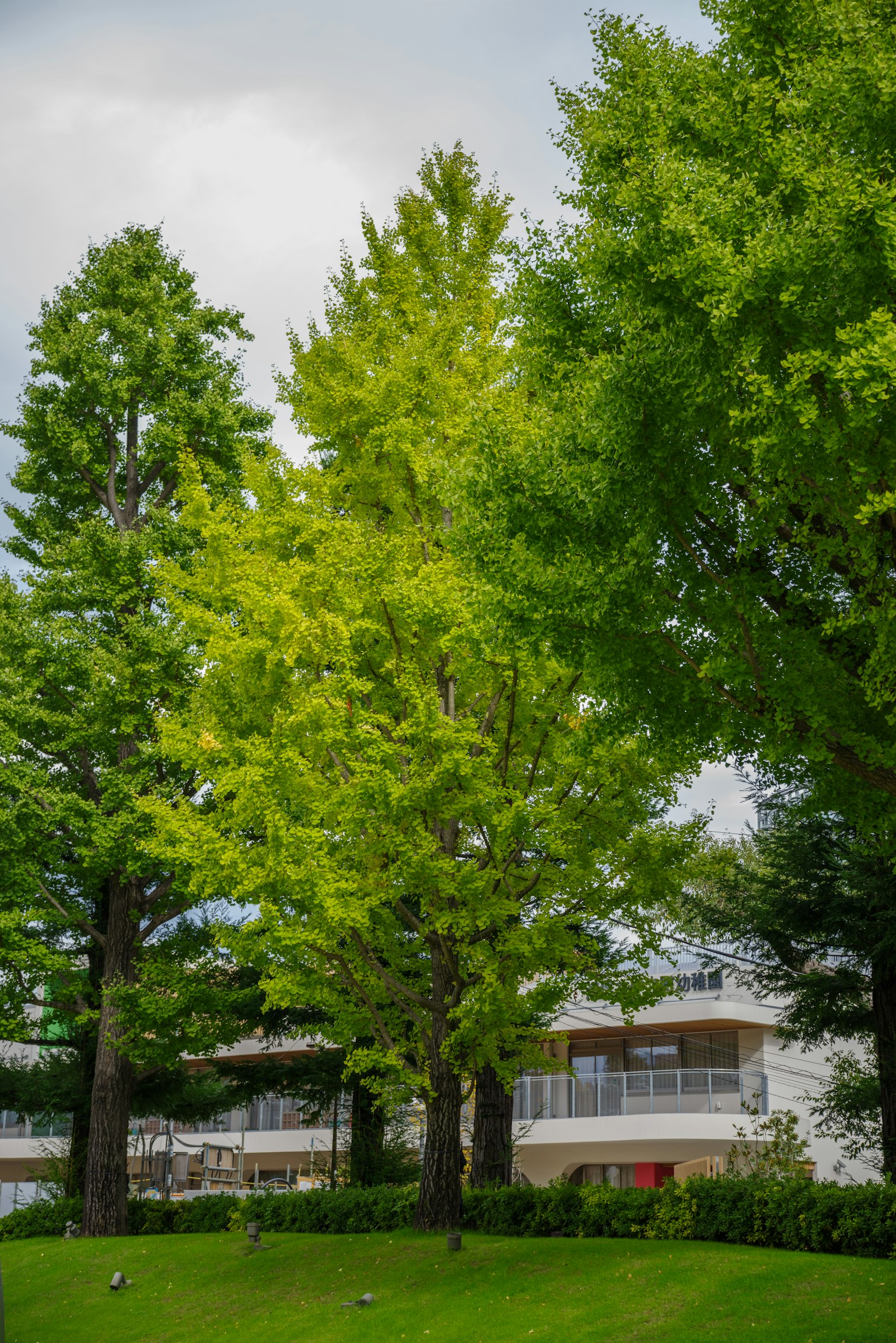 Alberi verdi lussureggianti con un edificio moderno sullo sfondo