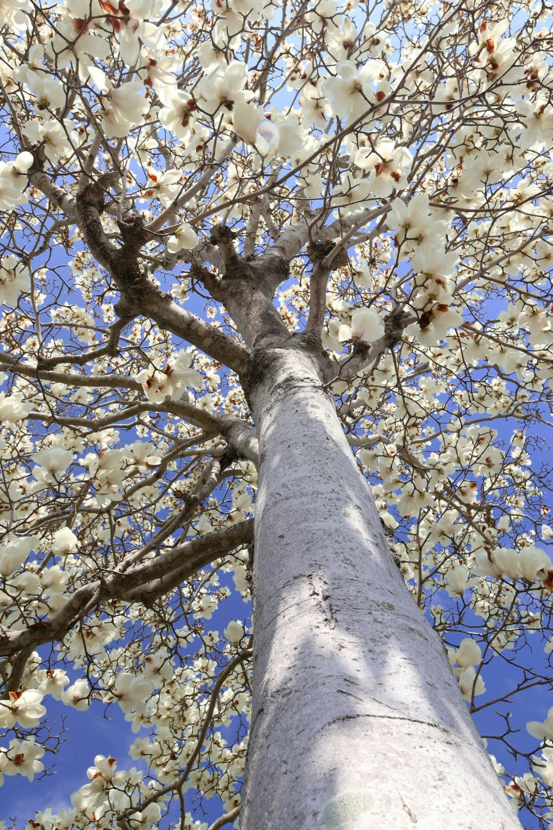 Nahaufnahme eines Baumstamms mit weißen Blüten