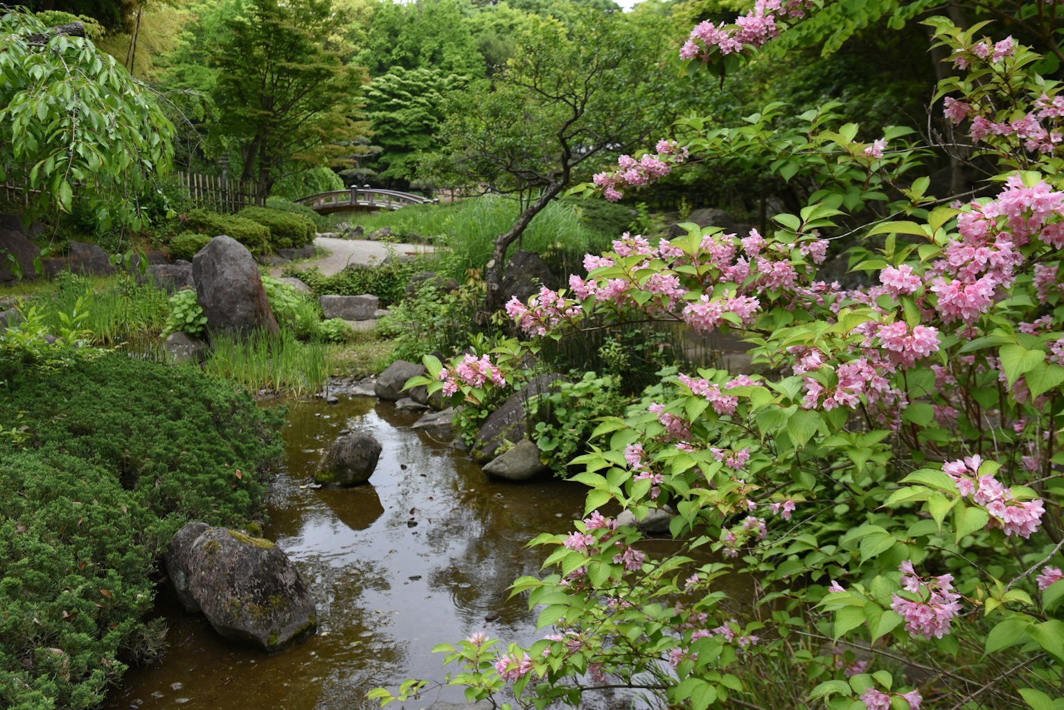 Paisaje de jardín sereno con un arroyo y flores en flor