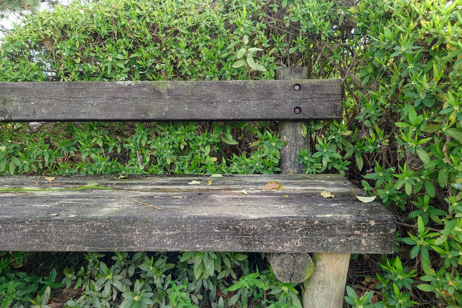 Weathered wooden bench surrounded by lush greenery