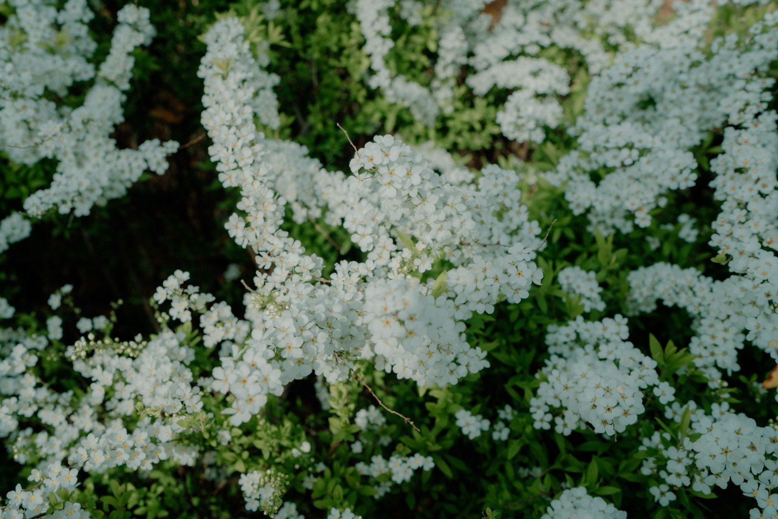 Close-up of green plants with blooming white flowers