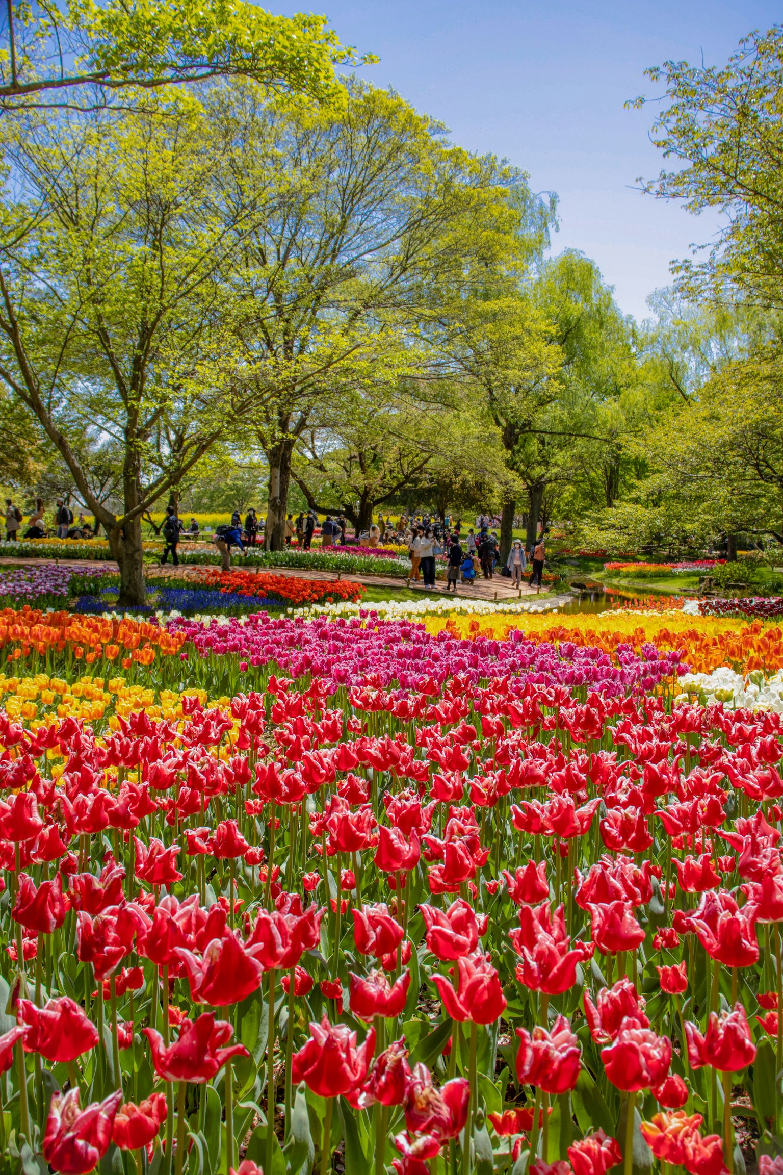 Pemandangan taman yang hidup penuh dengan tulip berwarna-warni dan pengunjung