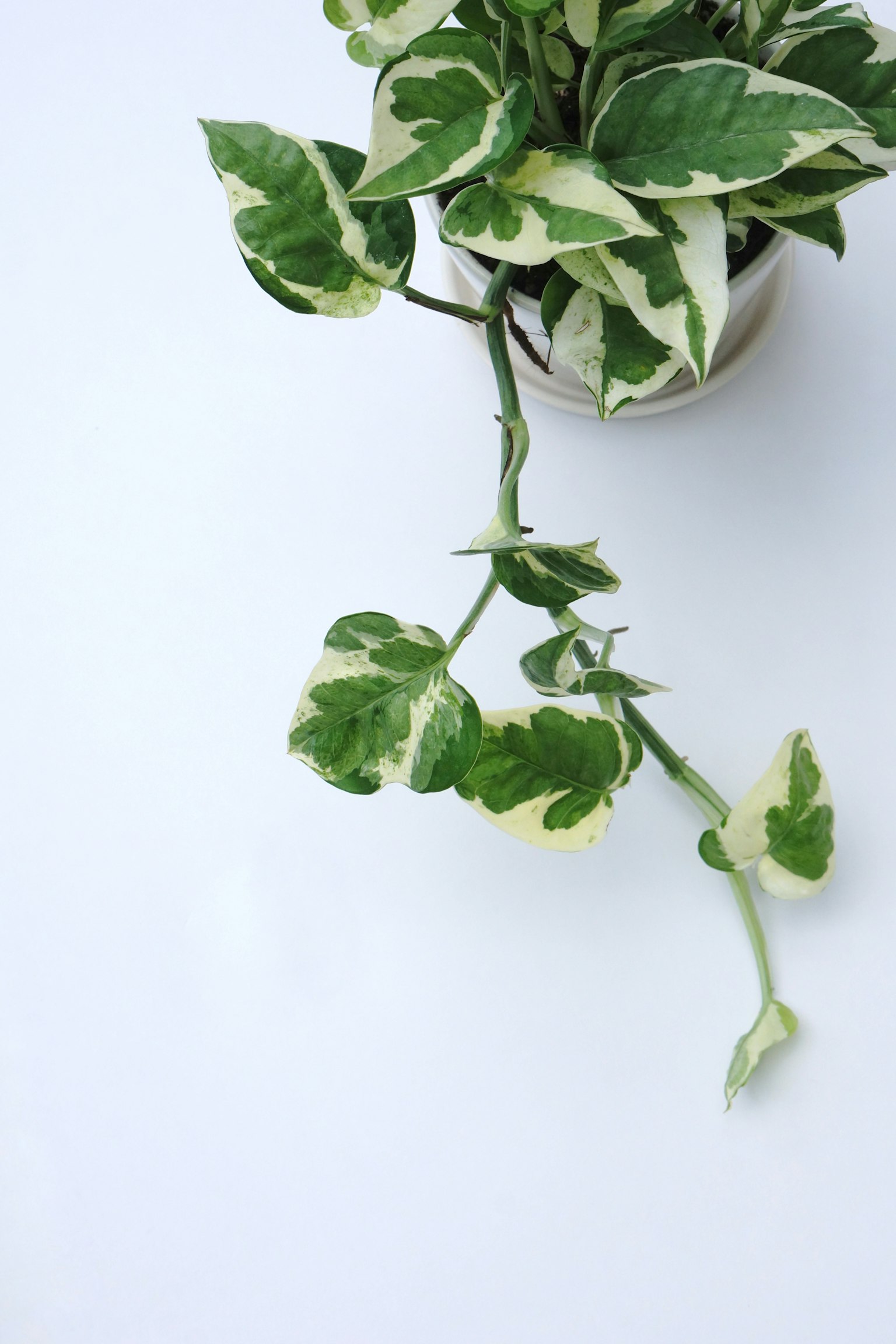 Pothos-Pflanze in einem Topf mit grünen und cremefarbenen Blättern auf weißem Hintergrund