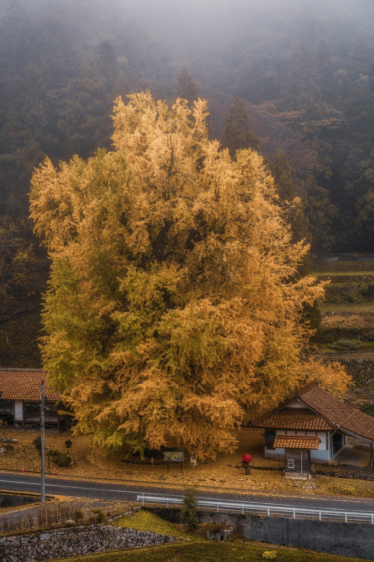 Ginkgo tree at Kagu Shrine said to be about 700 years old with the shrine buildings in view