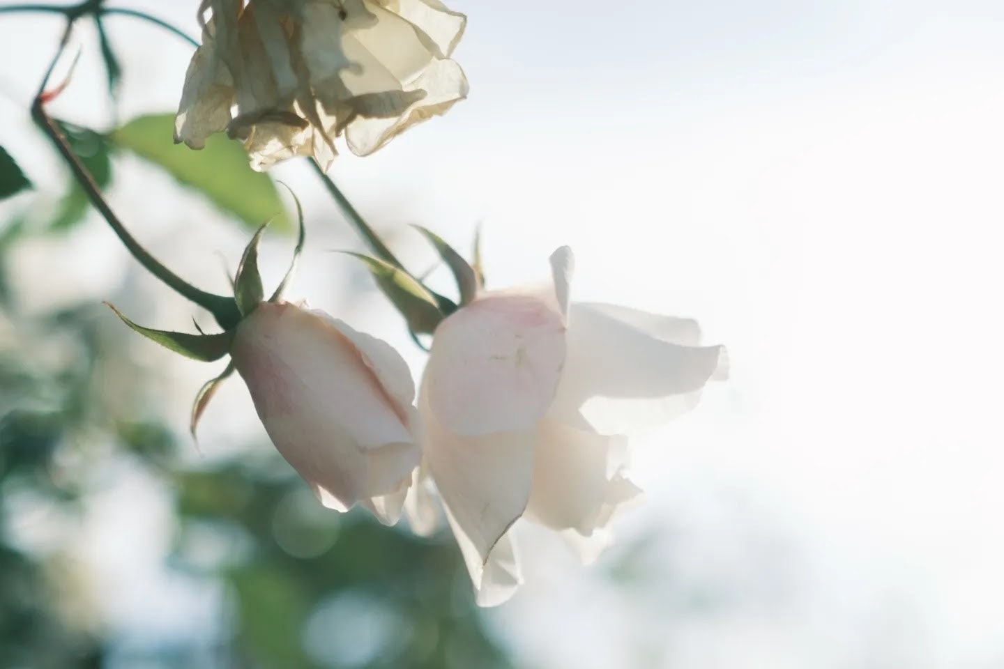 白いバラの花びらと柔らかな光のクローズアップ