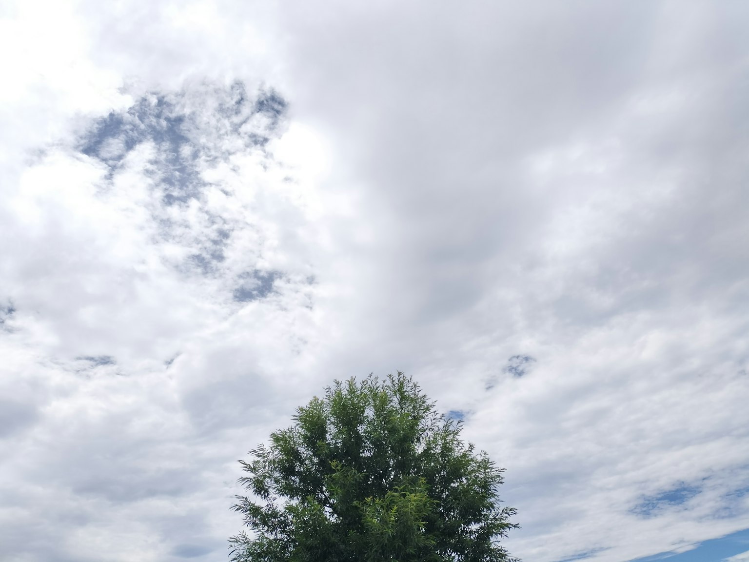 Ein großer Baum unter einem blauen Himmel mit Wolken