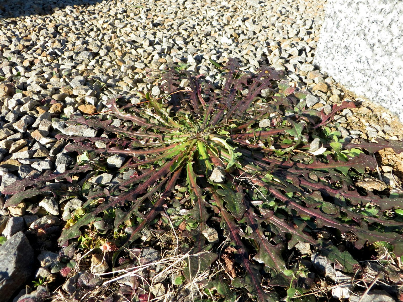 多肉植物的叶子在岩石之间扩展