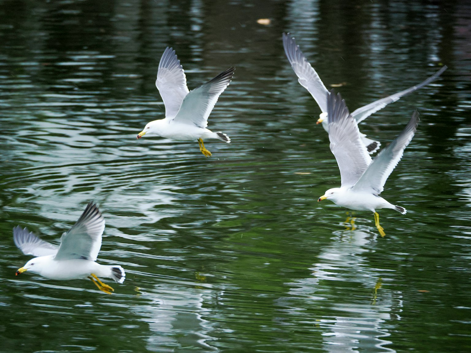 Szene mit mehreren Möwen, die über die Wasseroberfläche fliegen