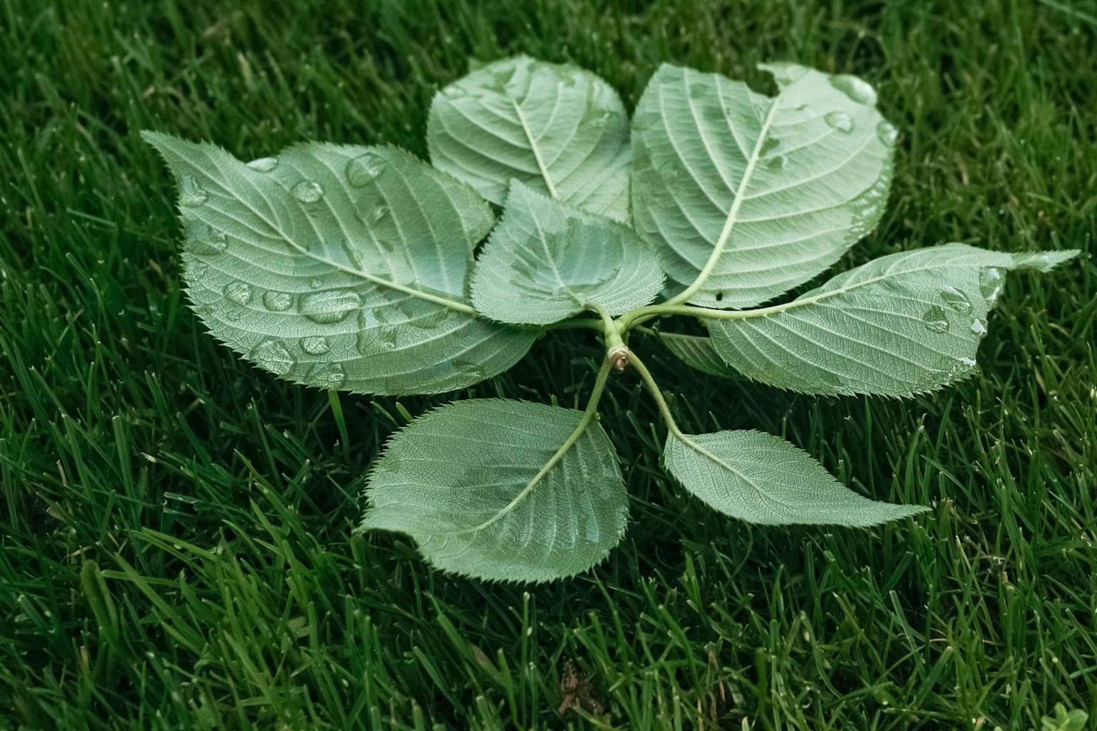 草地上的水滴綠葉