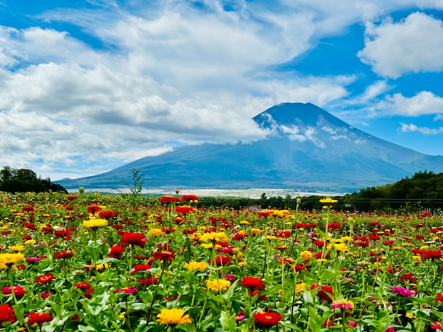 Campo de flores vibrantes con el monte Fuji al fondo