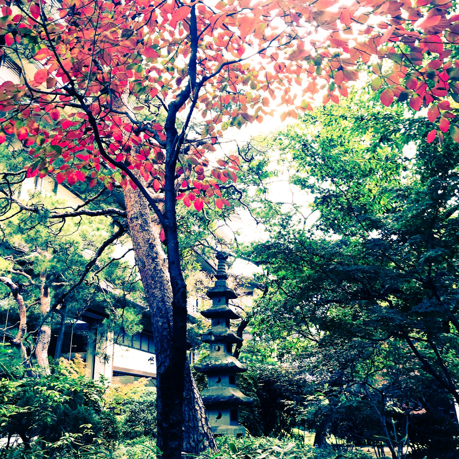 Giardino giapponese con albero a foglie rosse e pagoda