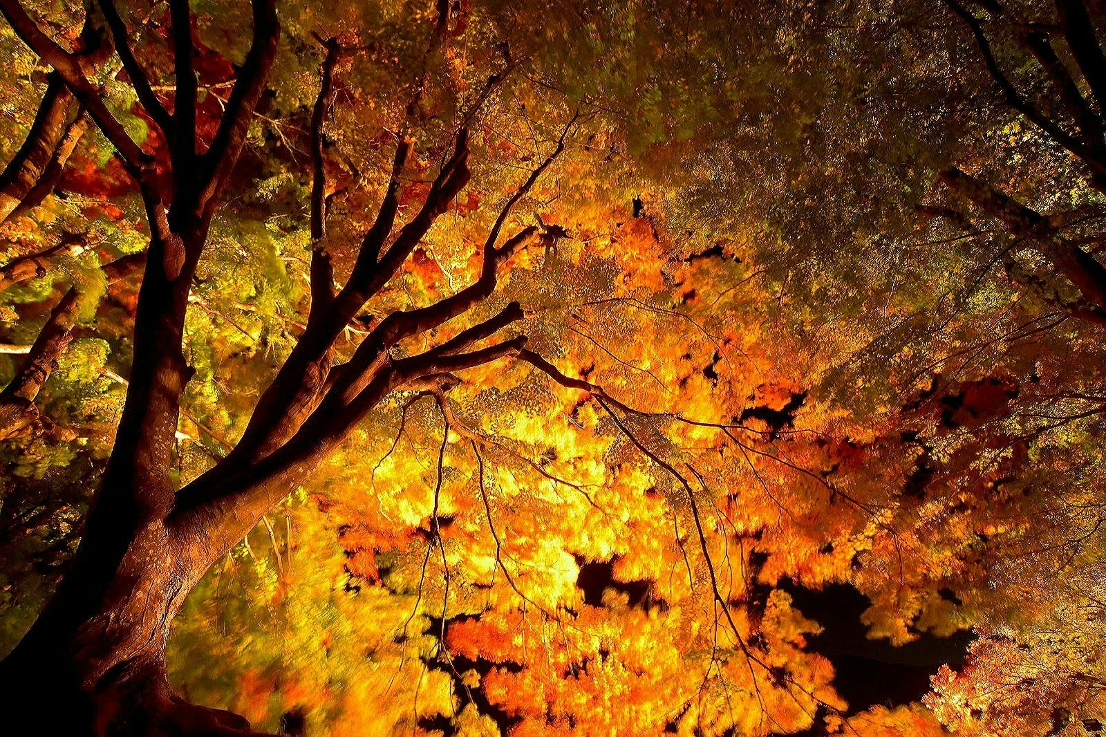 紅葉の木々が燃えるように広がる秋の夜景